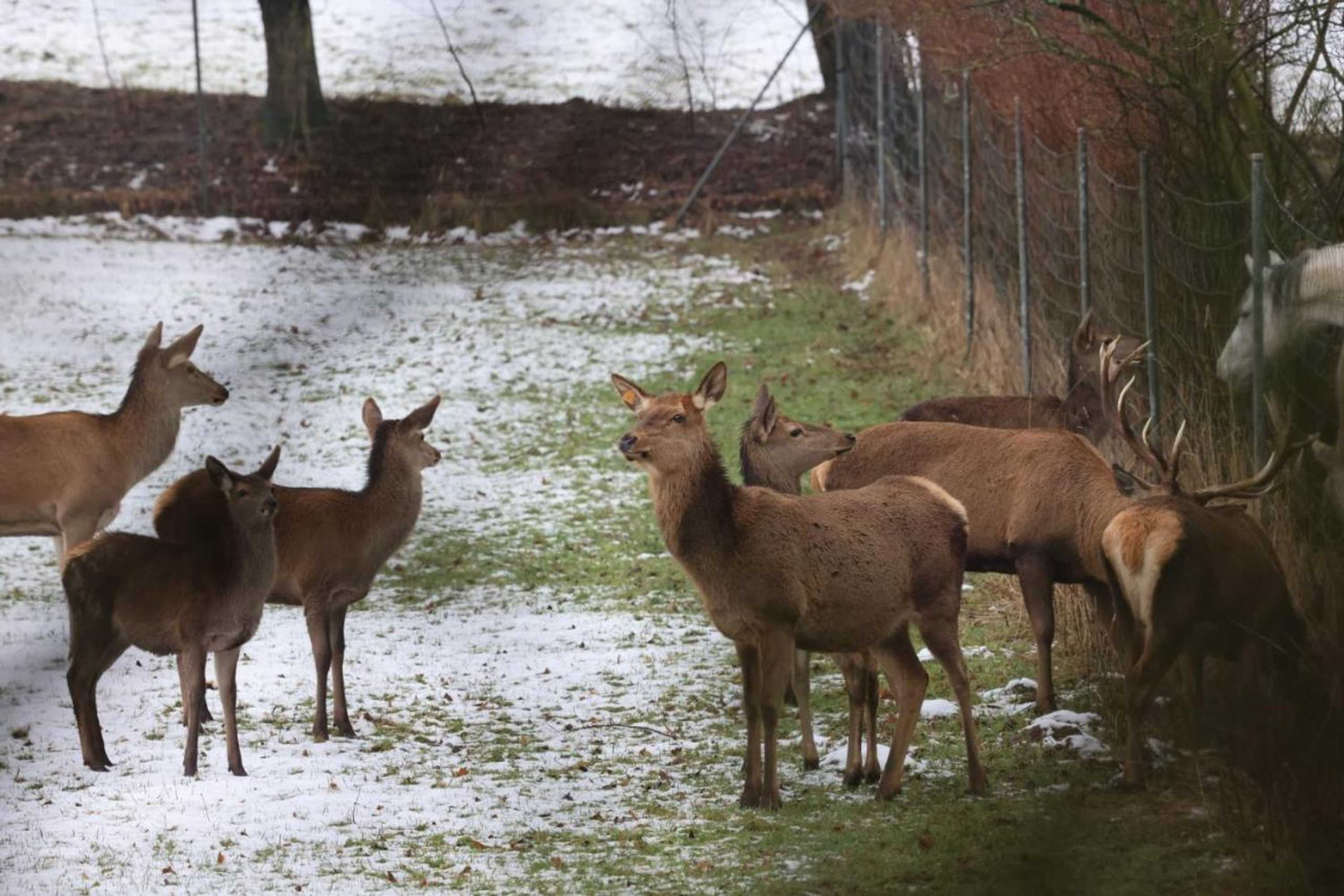 Gift card for Vanilla Hof