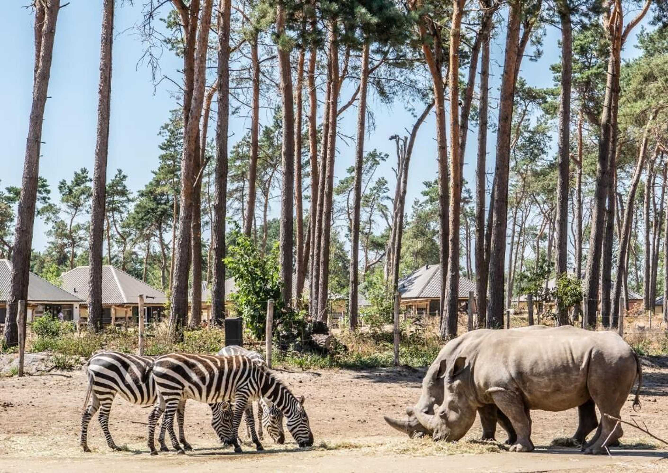 Gift card for Safari Resort Beekse Bergen Gift card for Safari Resort Beekse Bergen