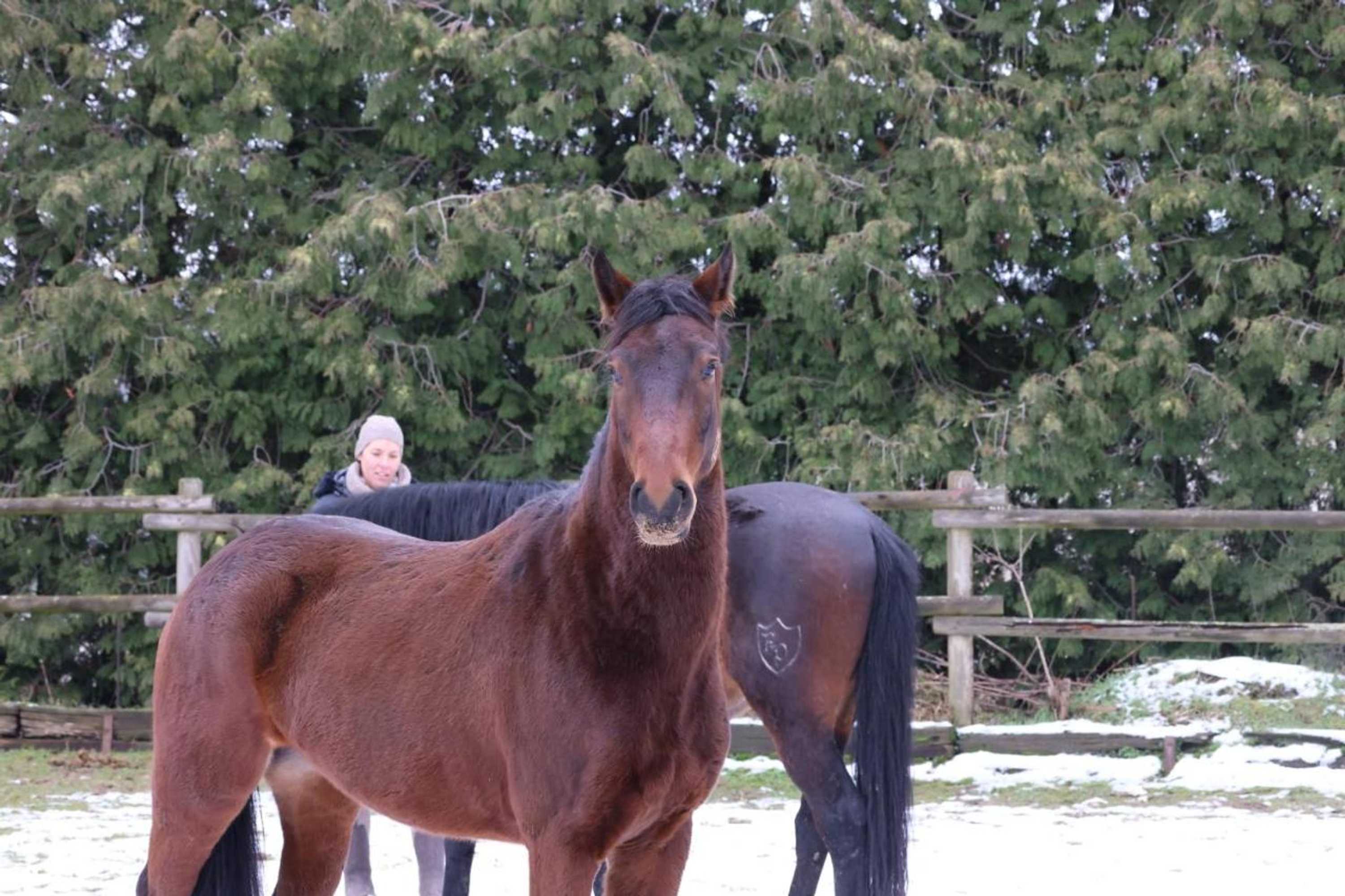 Gift card for Vanilla Hof