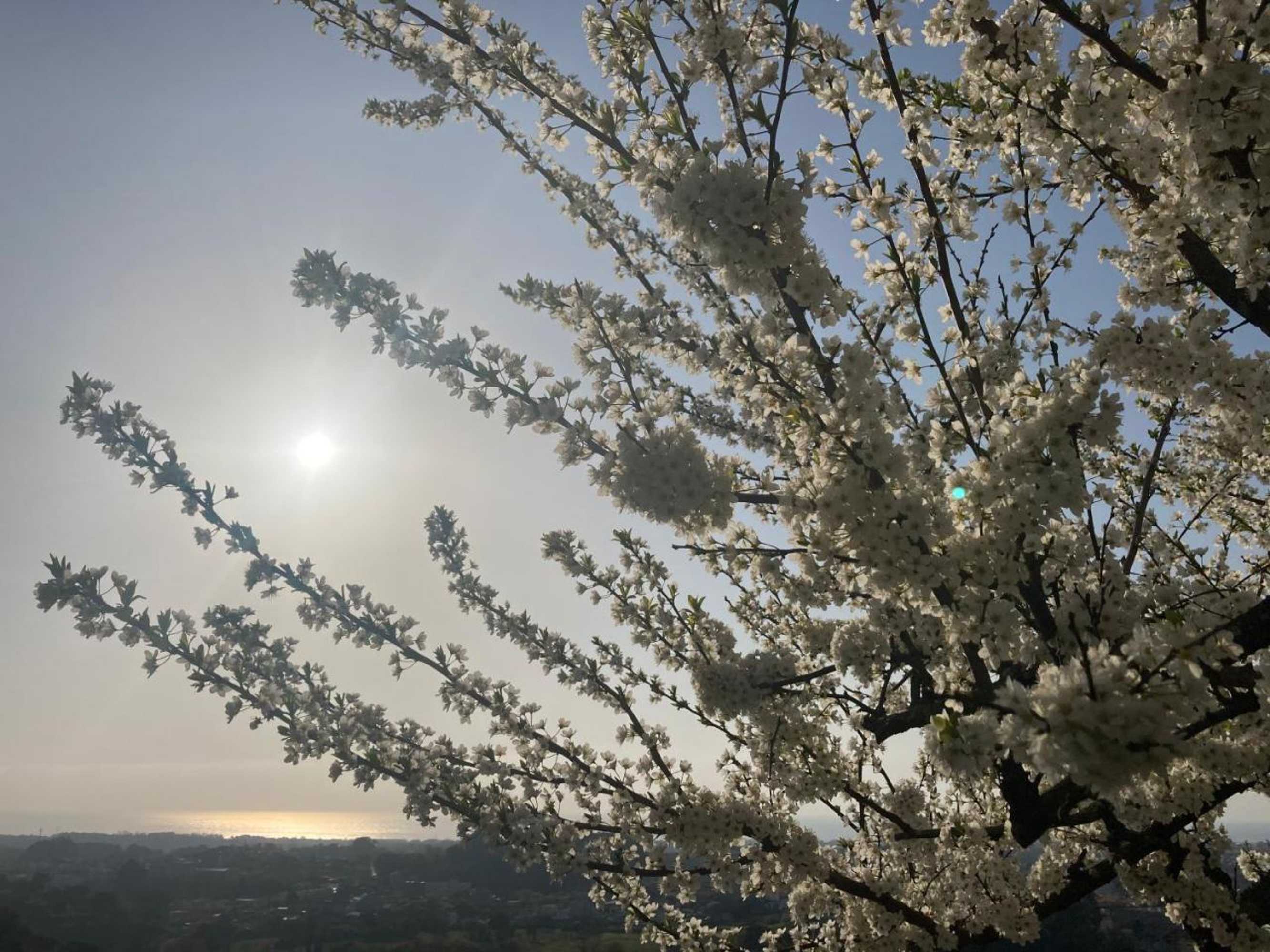 Gift card for Alfazema Sunset House