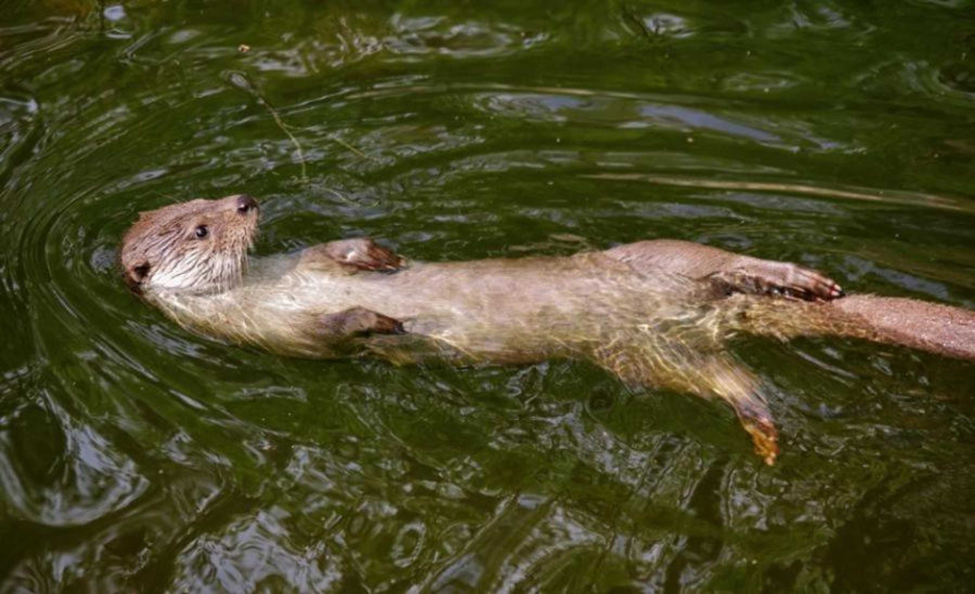 Gift card for Sete Quintas