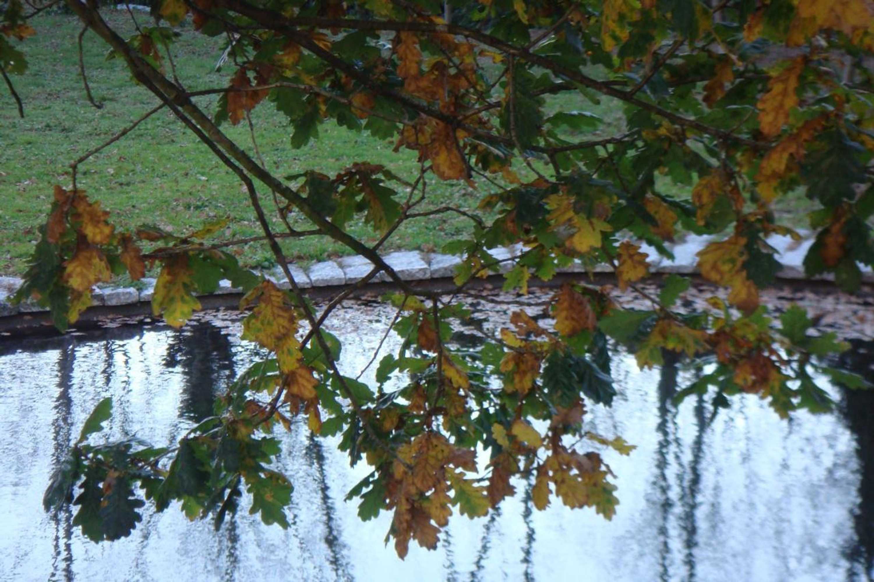 Gift card for Cazal Da Lamella