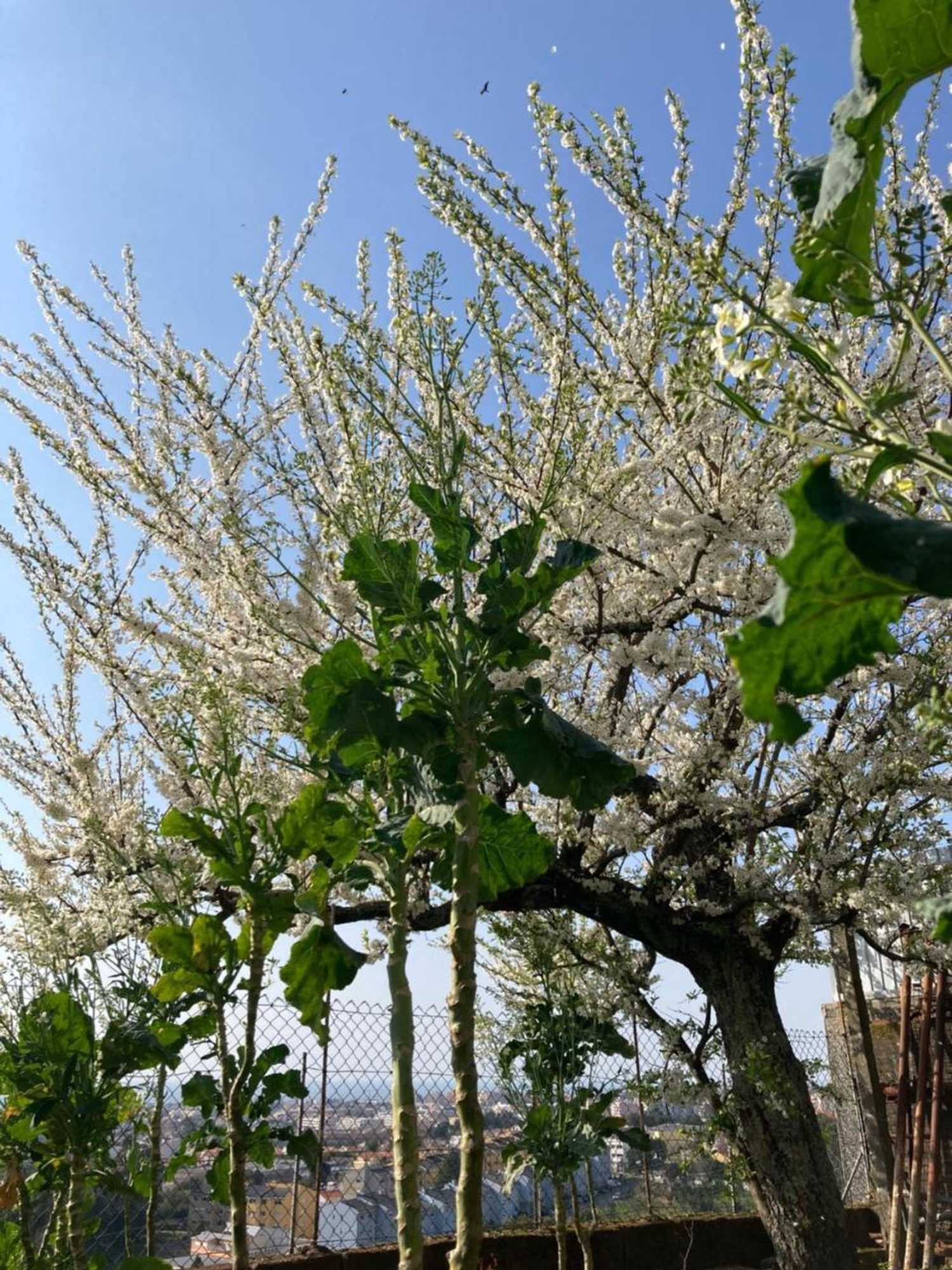 Gift card for Alfazema Sunset House