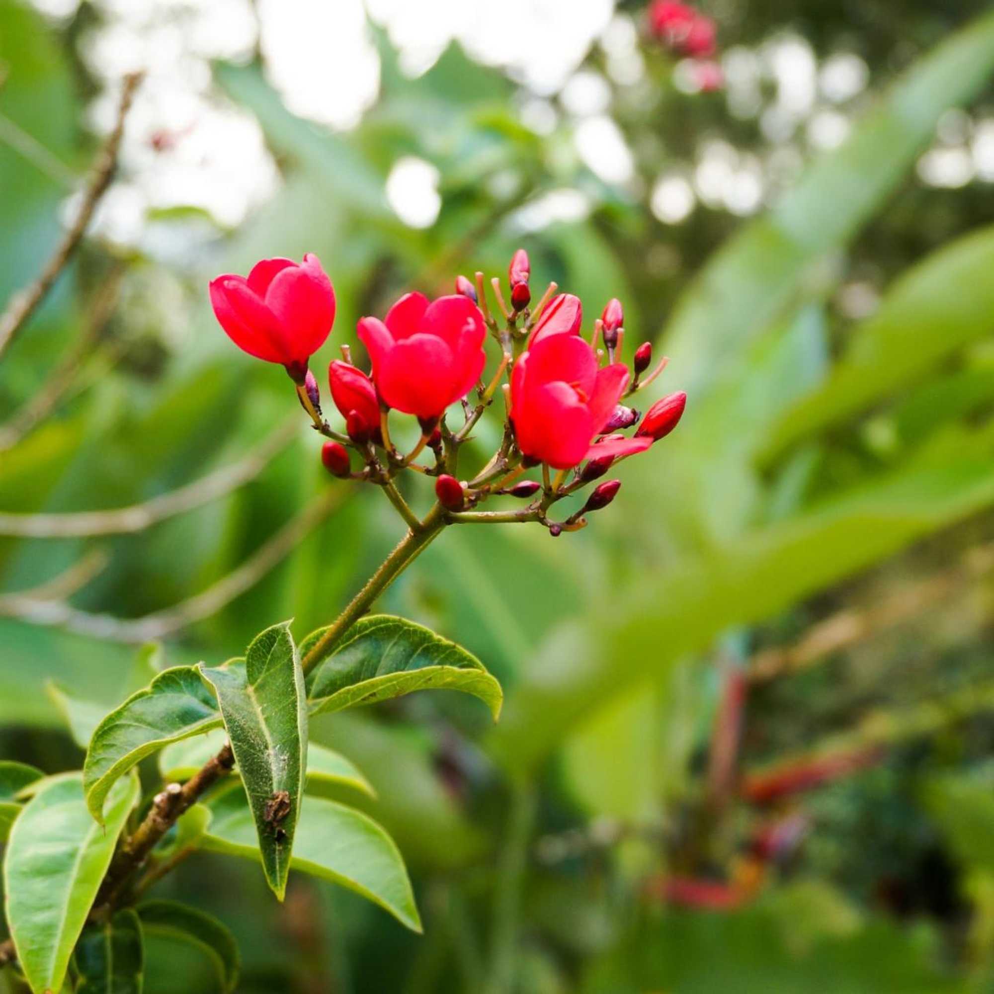 Gift card for Hospedaje La Naciente