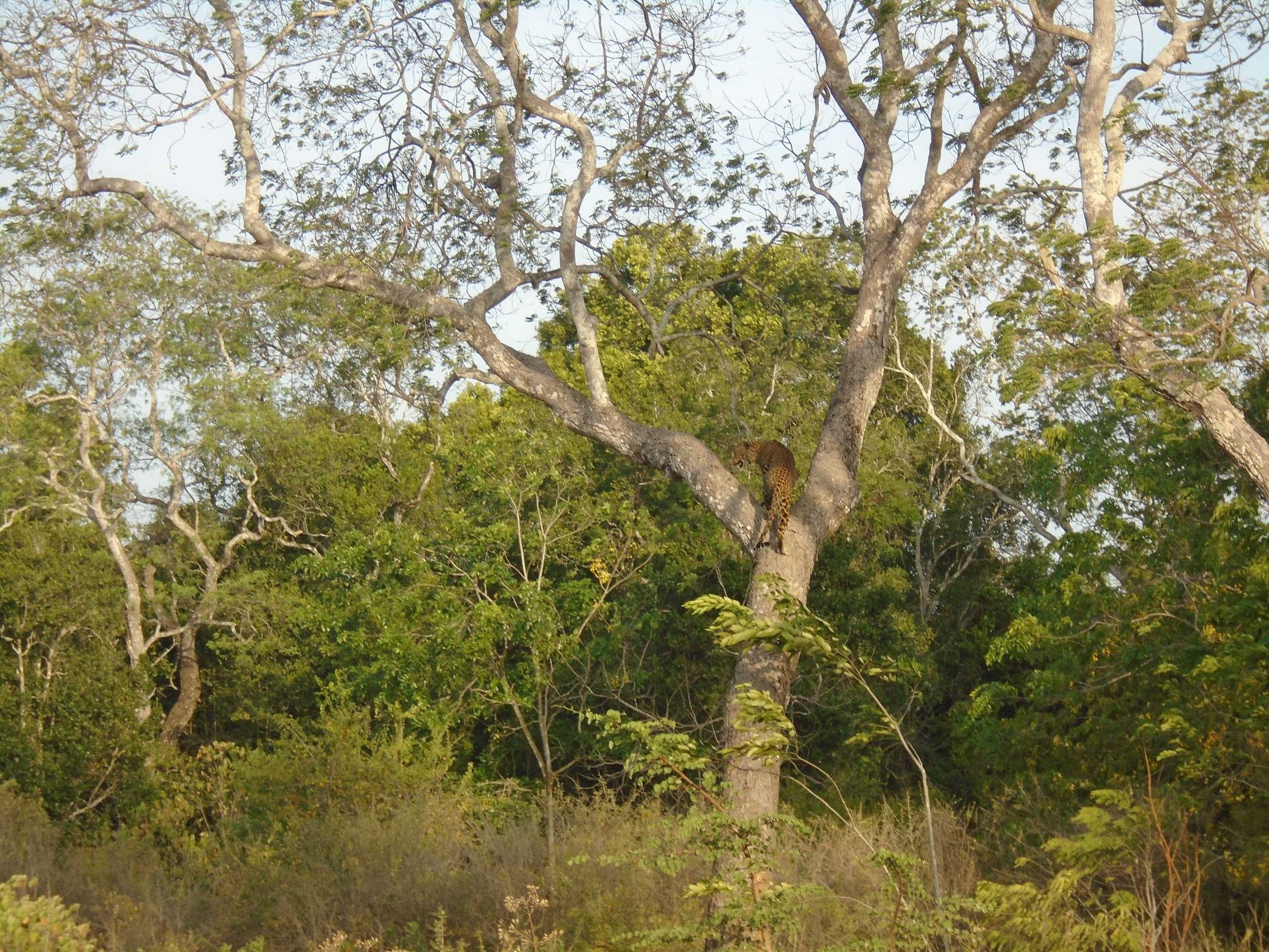 Gift card for Yala Avian Eye Safari Gift card for Yala Avian Eye Safari