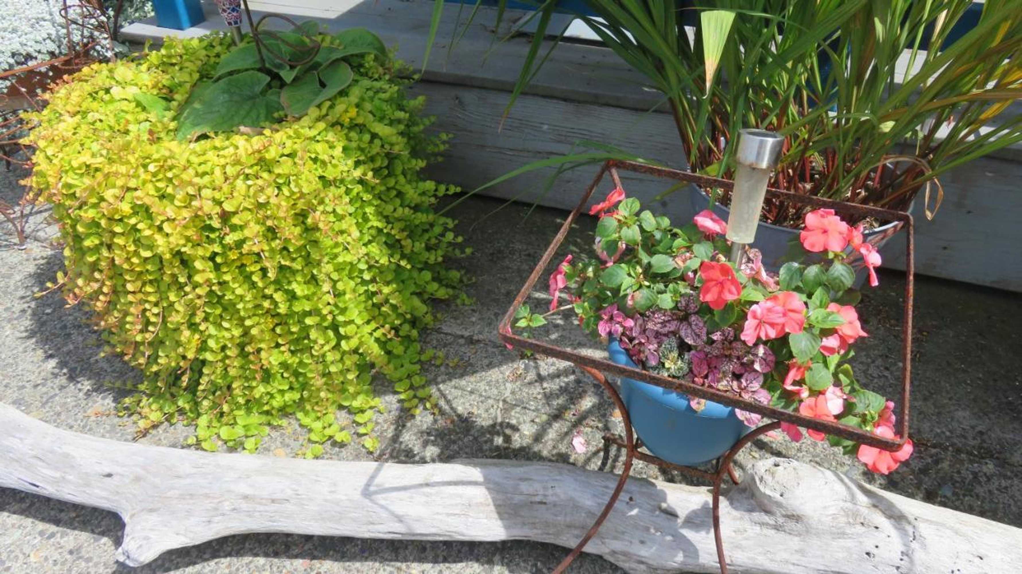 Gift card for Mermaid Inn