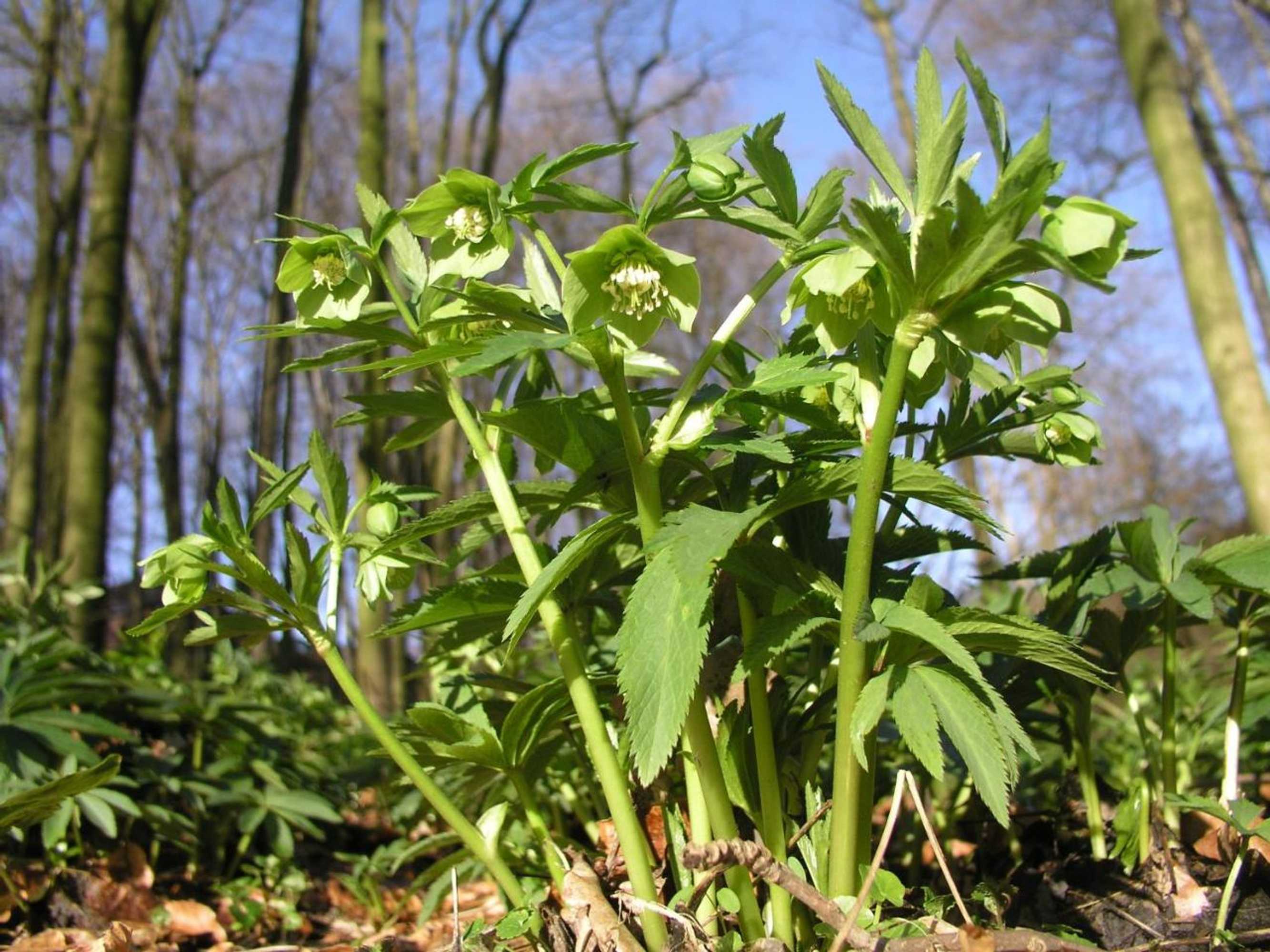 Gift card for Hof Spöde