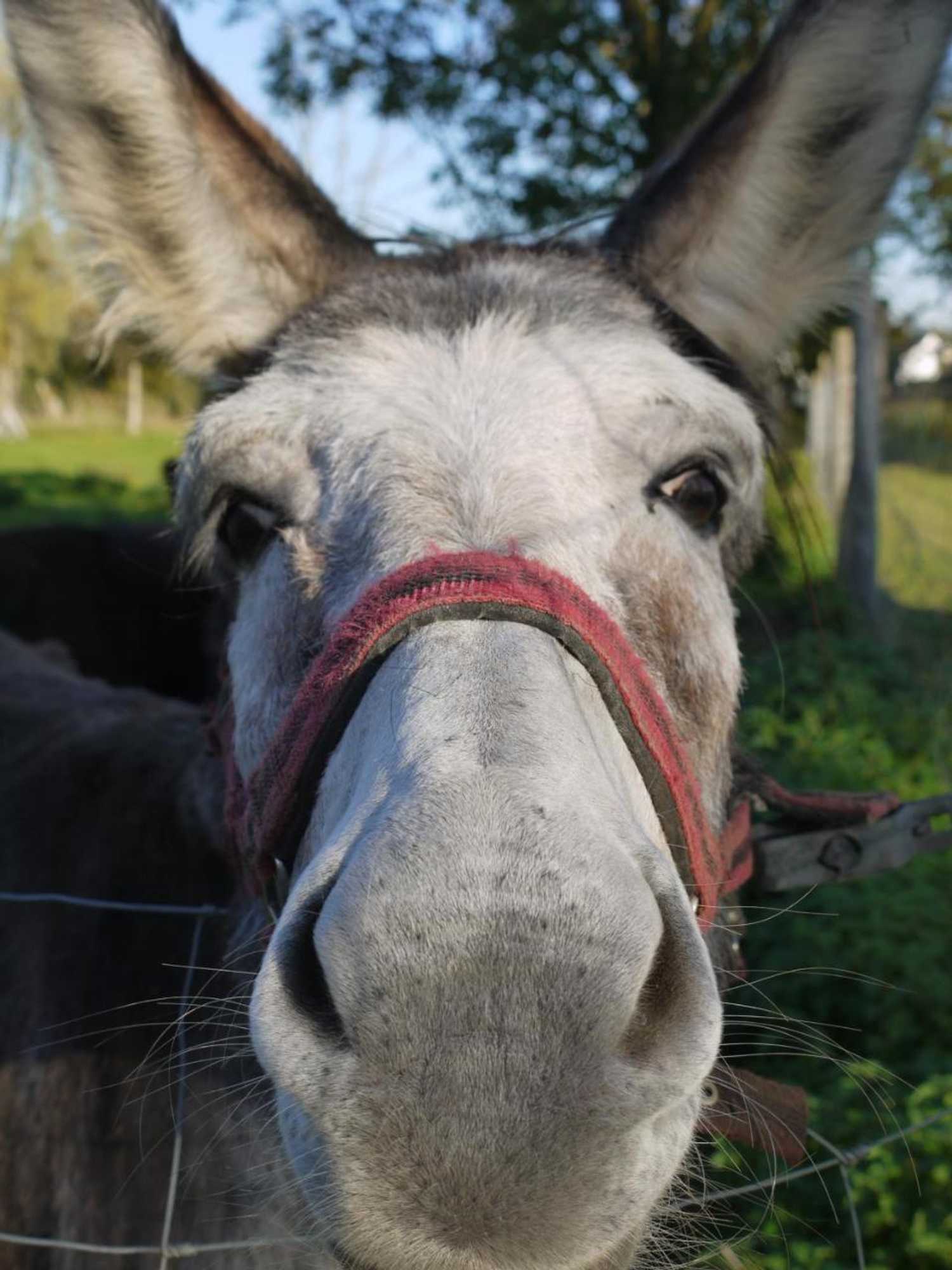 Gift card for Bertelemühle