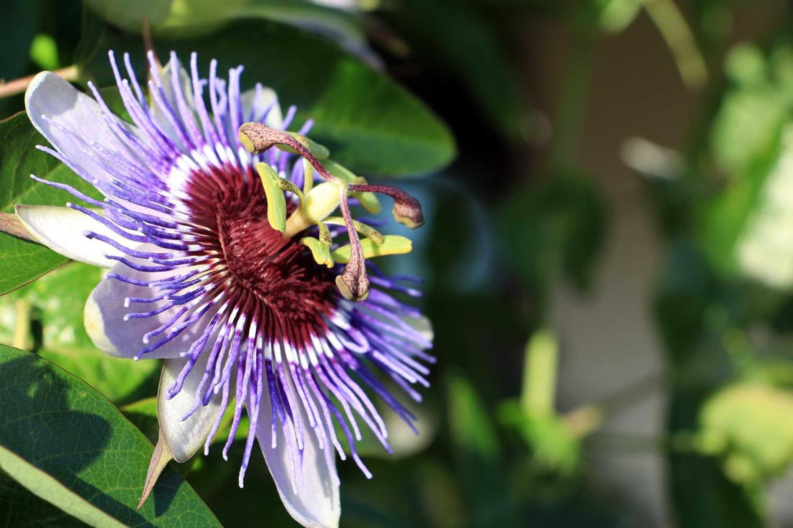 Gift card for Casa Paz do Outeiro