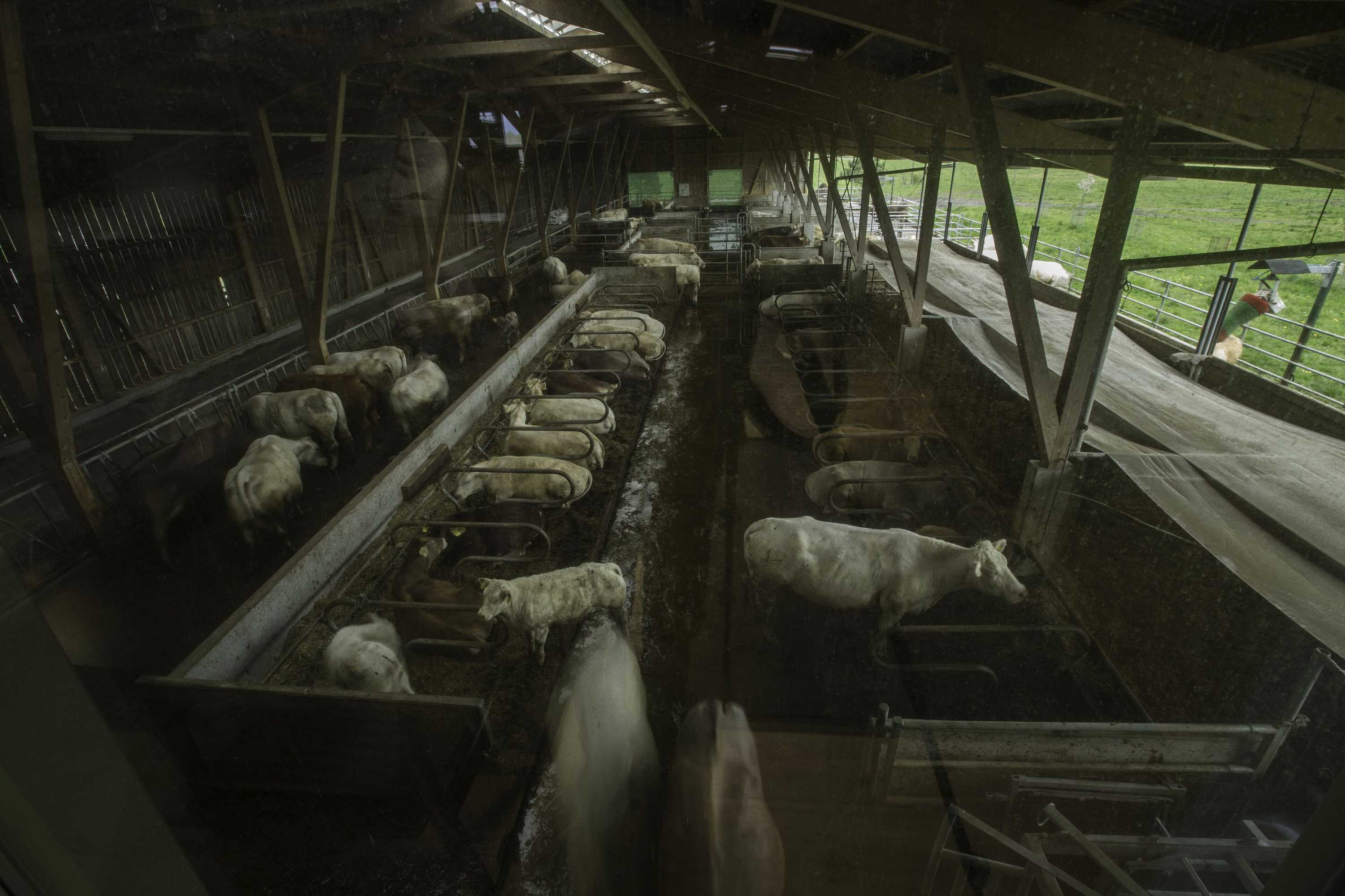 Gift card for Steigmatt Bauernhof - Erlebnis