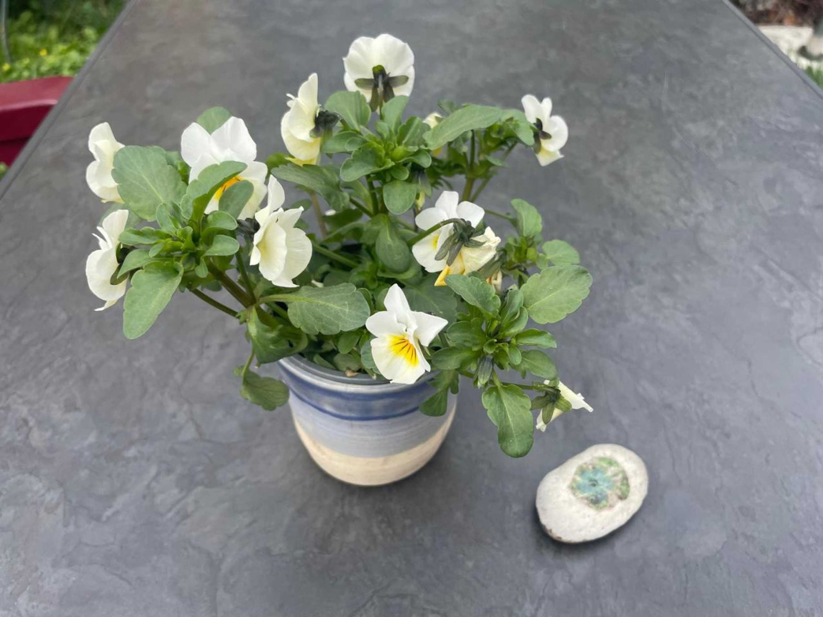 Gift card for Bauwagen Villa Maibeere