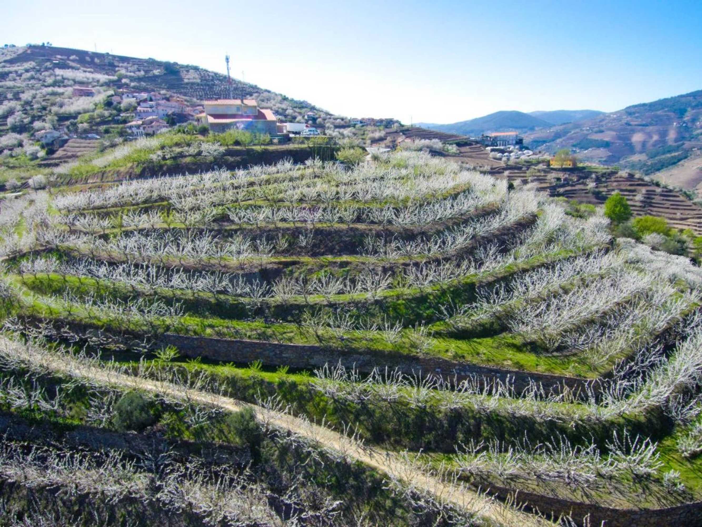 Gift card for Quinta do Pombal Douro