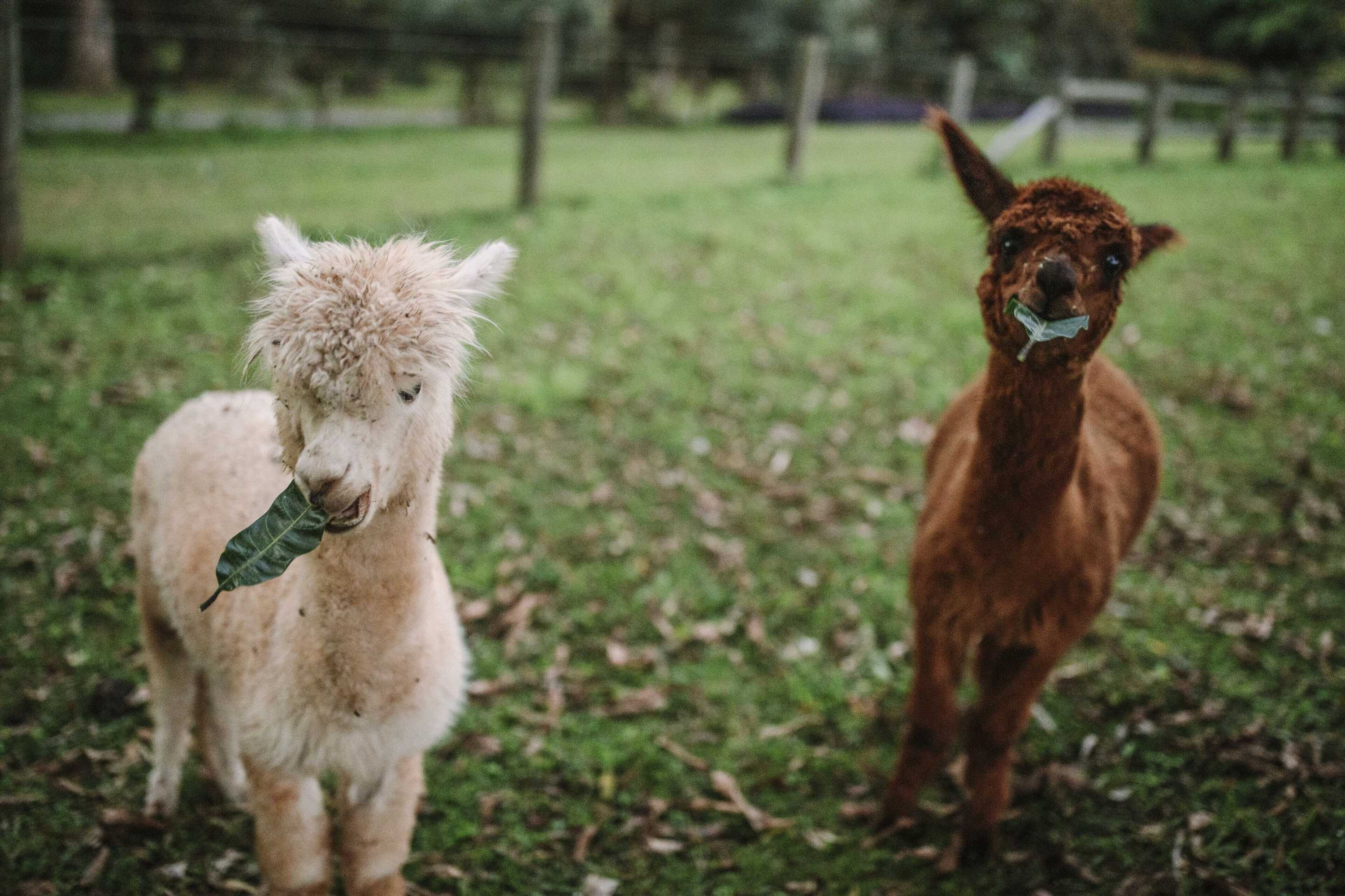 Gift card for Mango Hill Farm