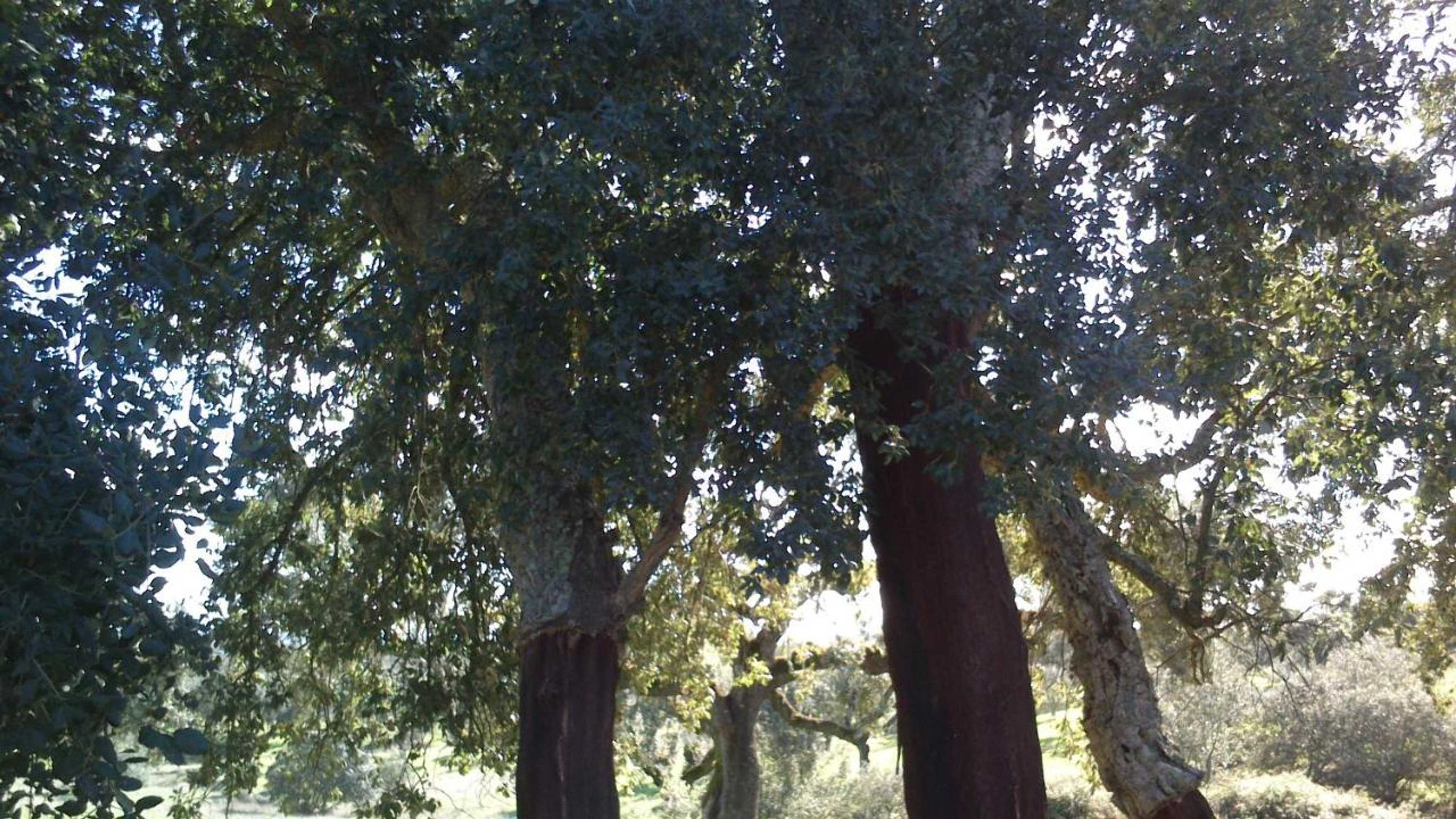 Gift card for Alandroal Guest House, Hotel