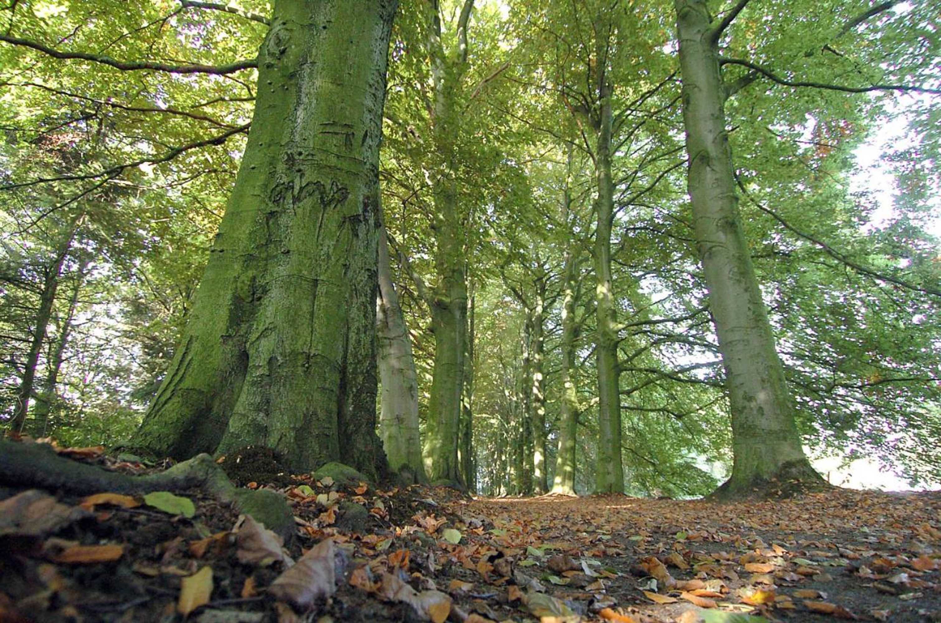 Gift card for Motel Koolen