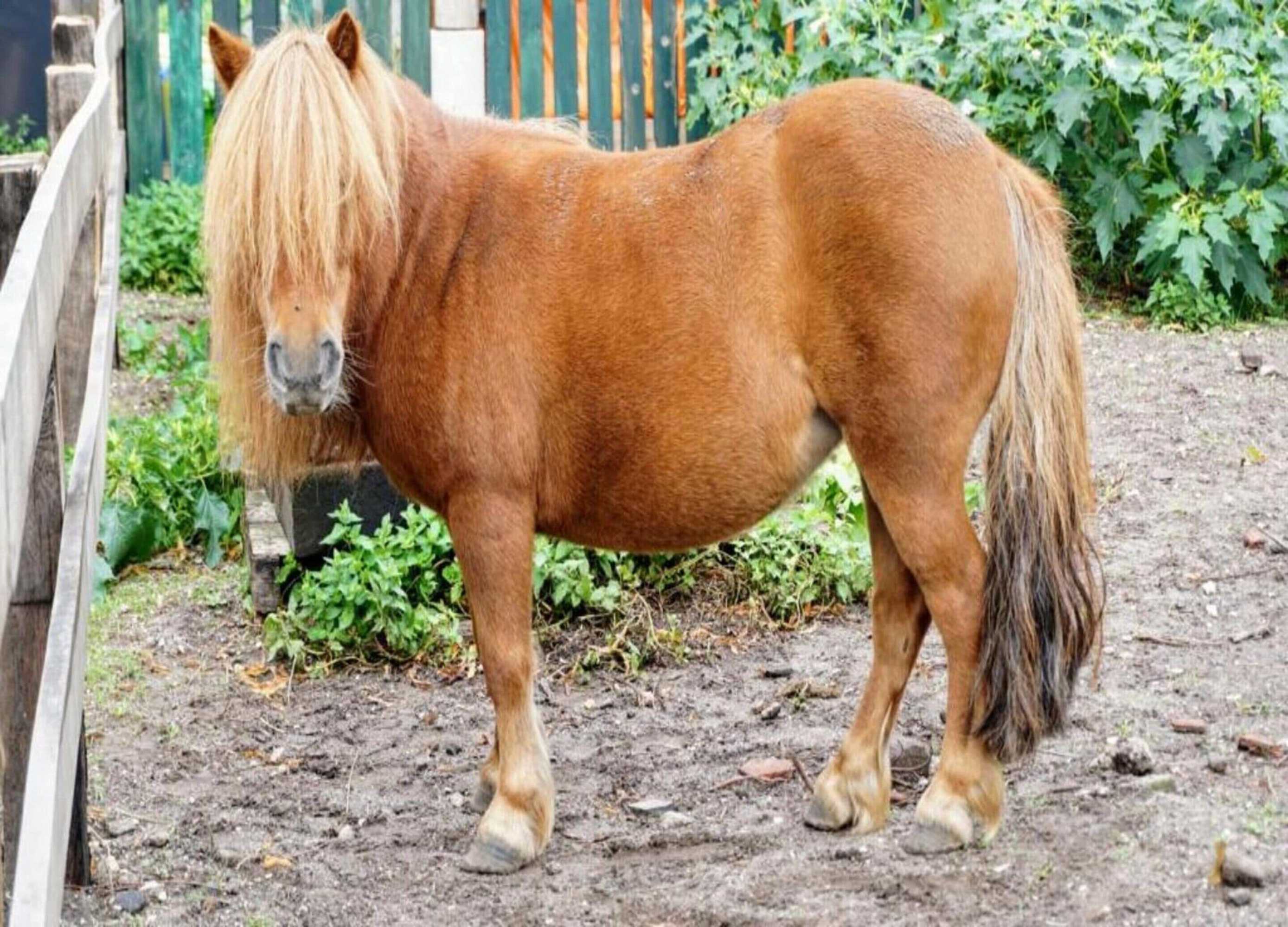 Gift card for Villa in Sandberghe With Sauna And Comfort