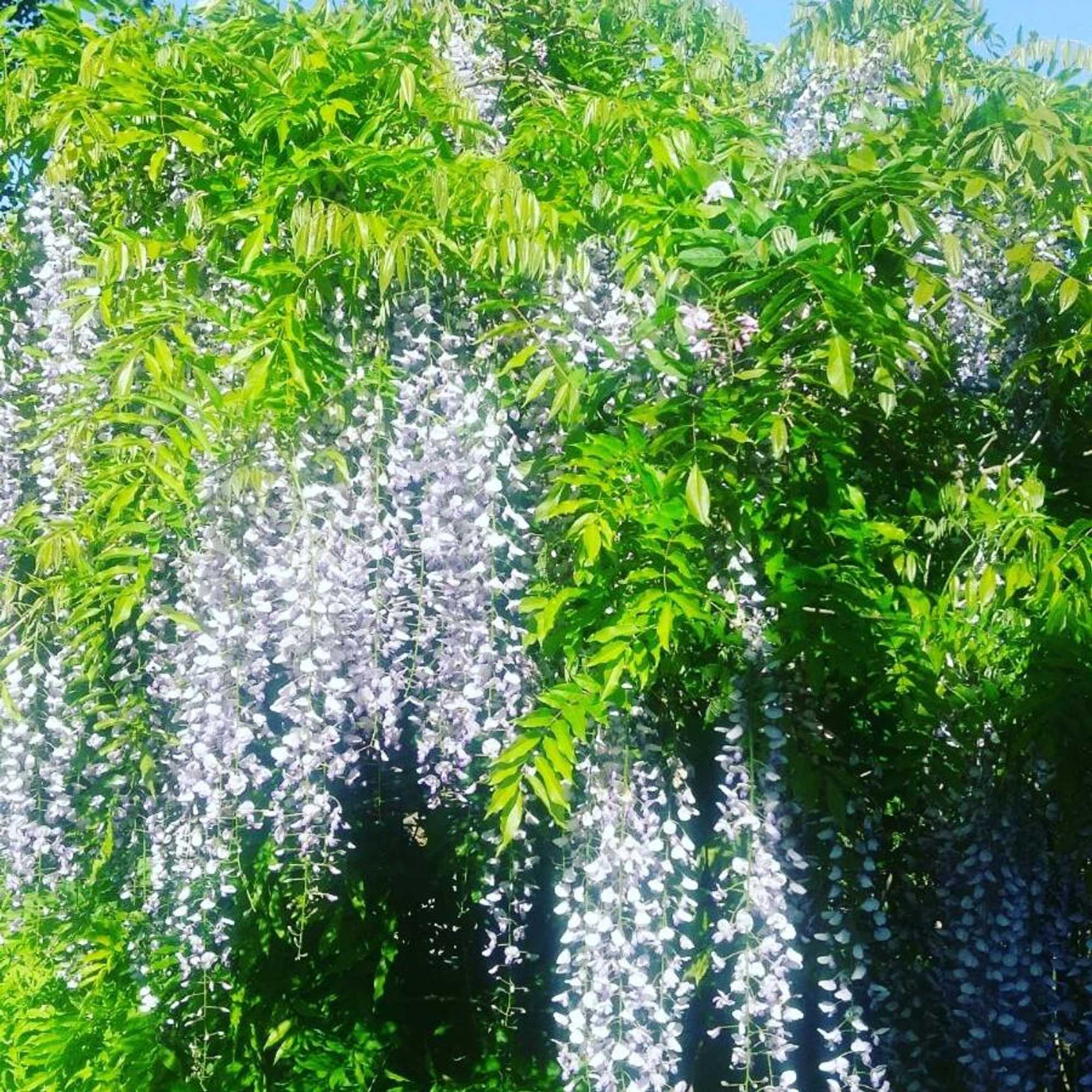 Gift card for Balally House