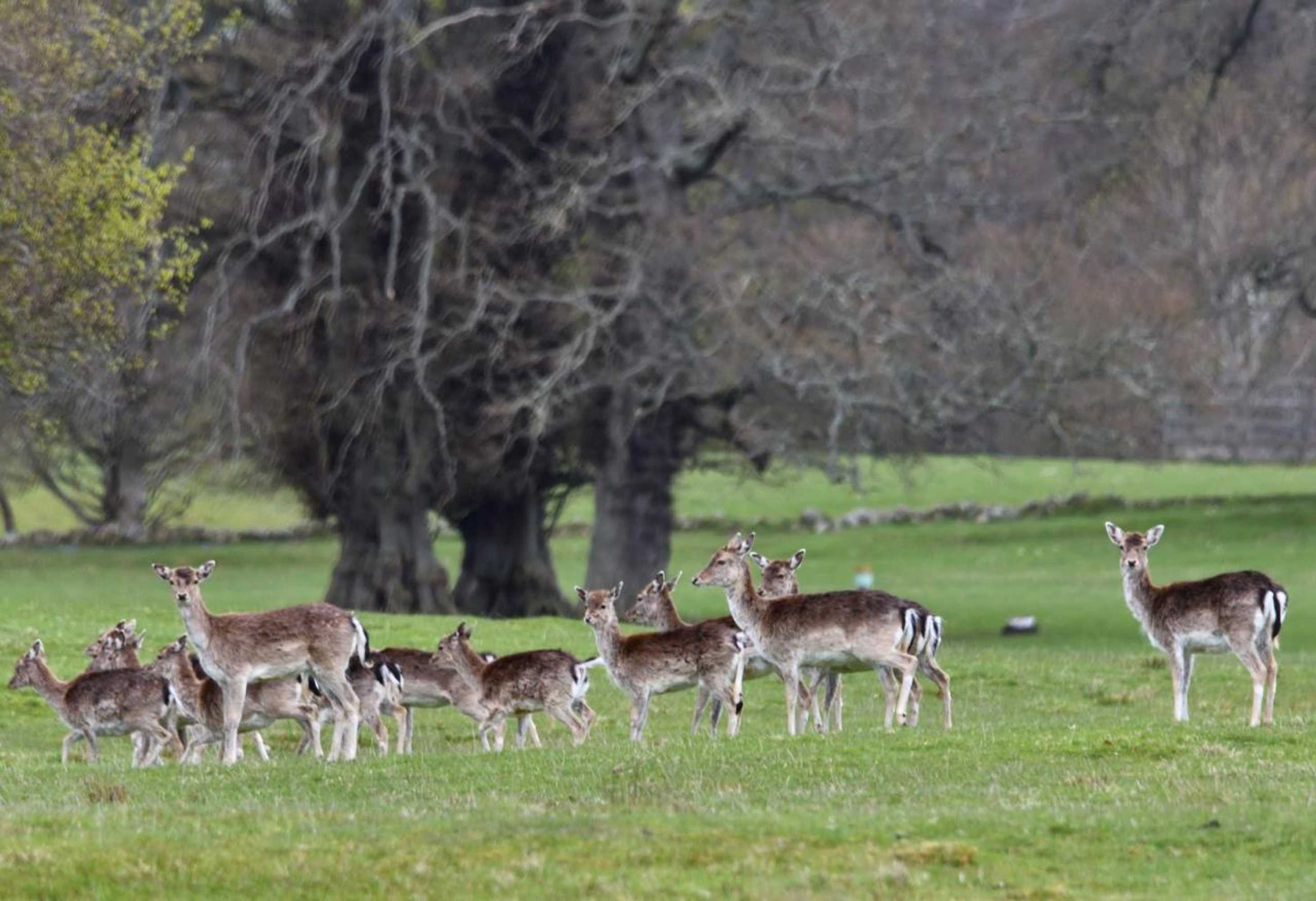 Gift card for Braemoray