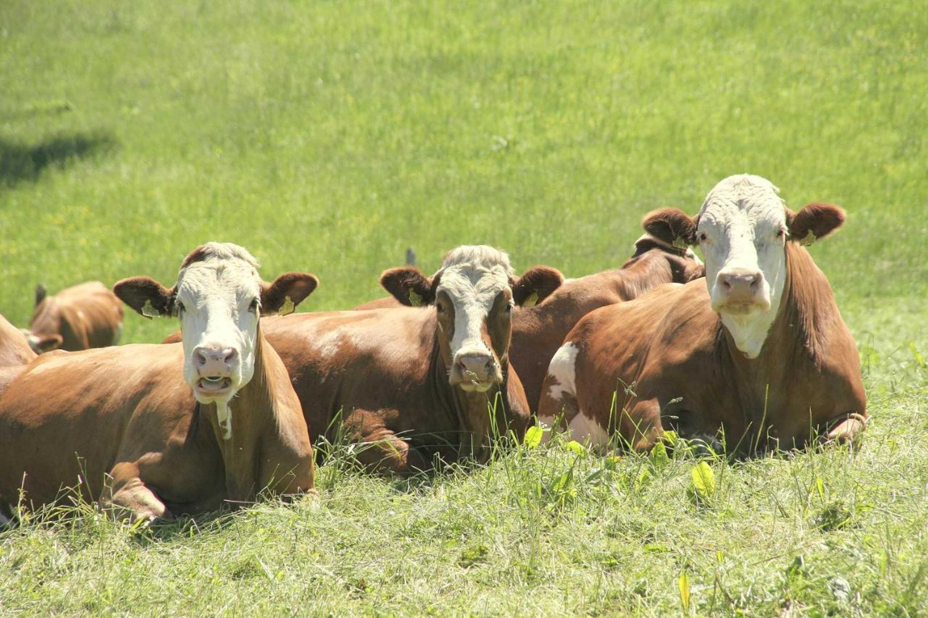 Gift card for Pension Maria