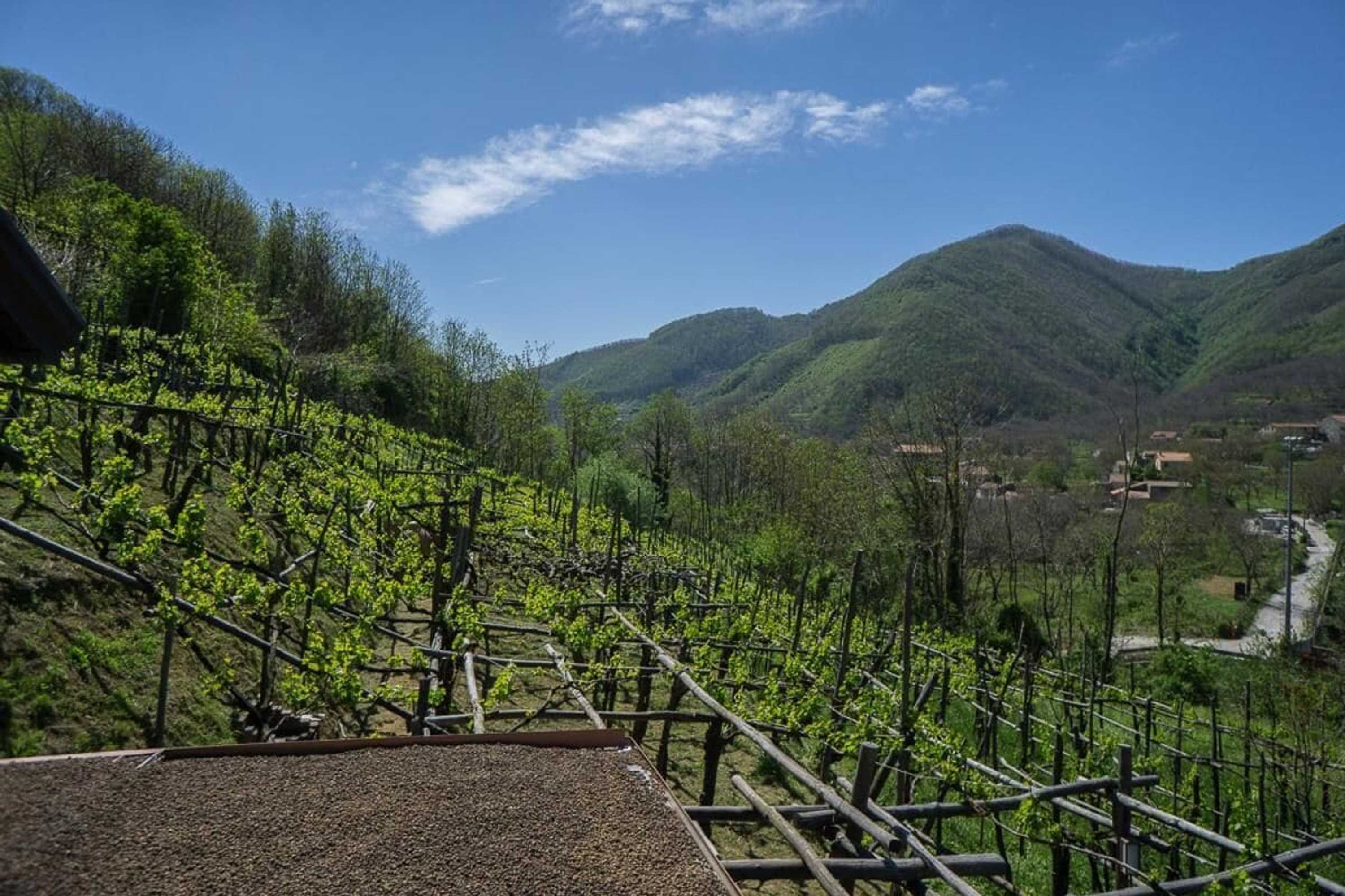Gift card for Agriturismo Il Tintore Gift card for Agriturismo Il Tintore
