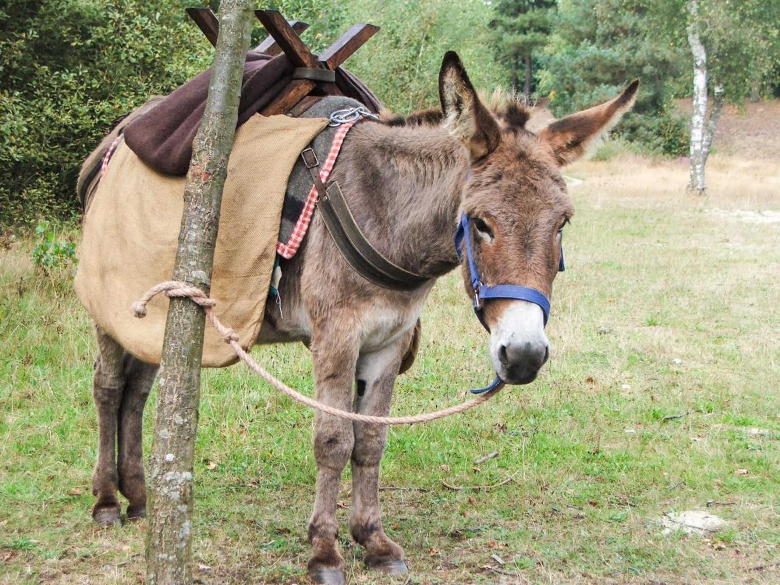 Gift card for Bed & Breakfast de Kreitsberg