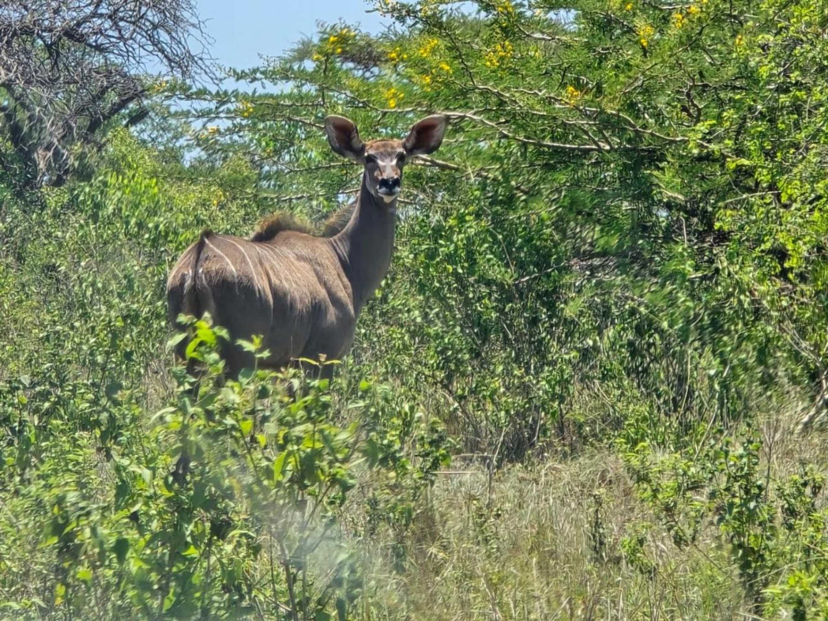Gift card for Ubizane Zululand Tree Lodge