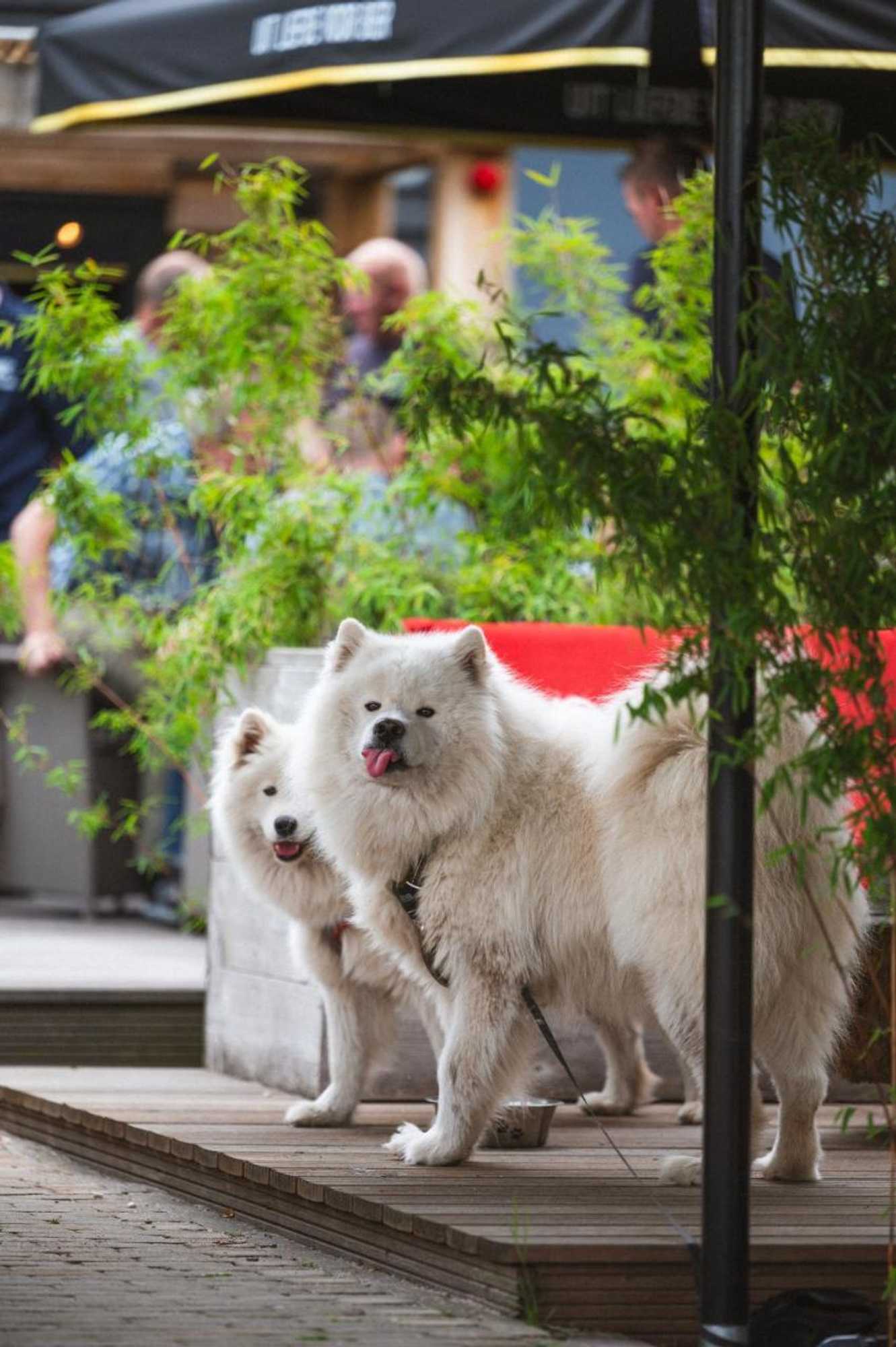 Gift card for Hotel Restaurant D'n Dries