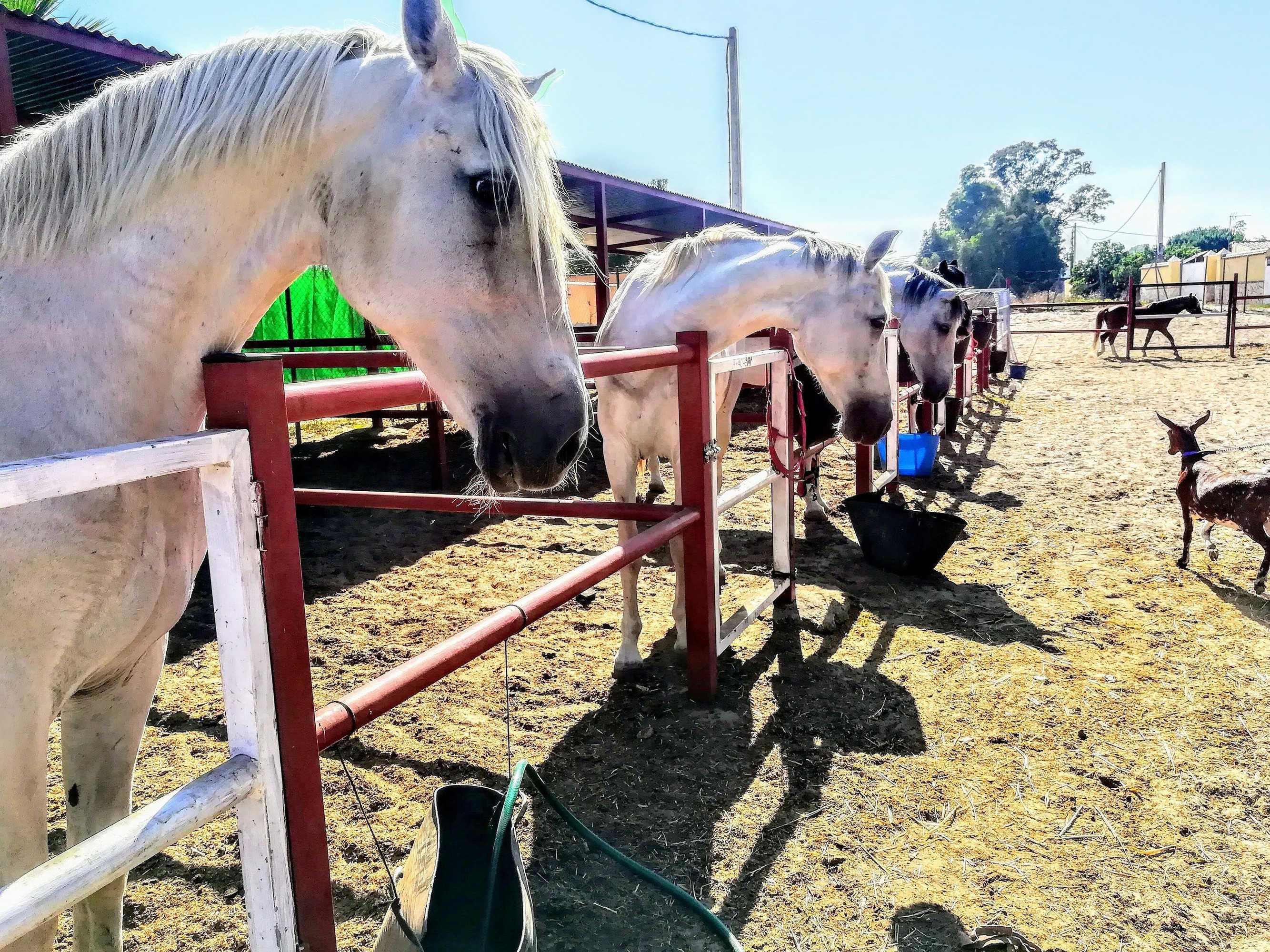 Gift card for Bungalow de Texas