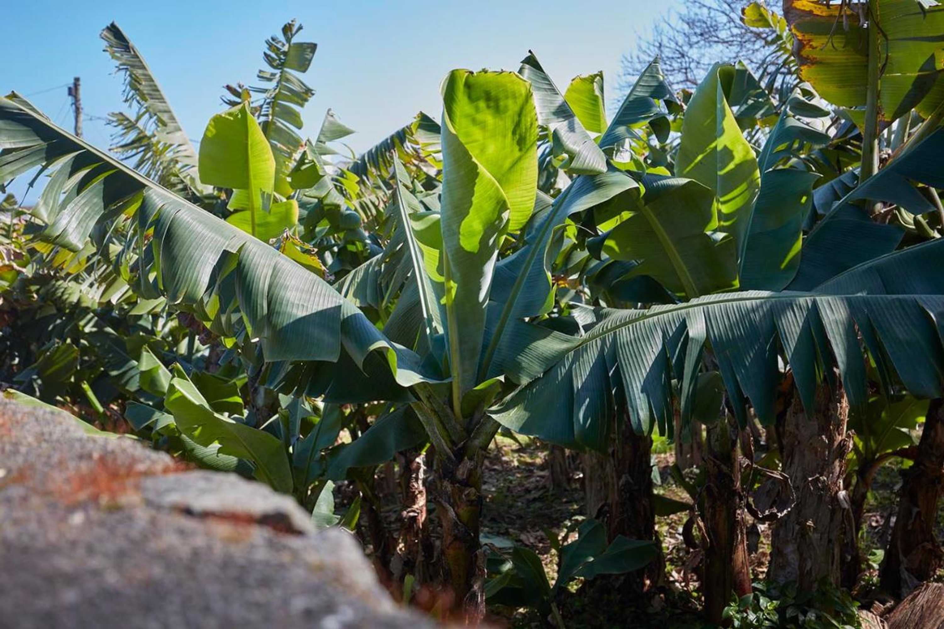 Gift card for Casa do Vale do Sossego