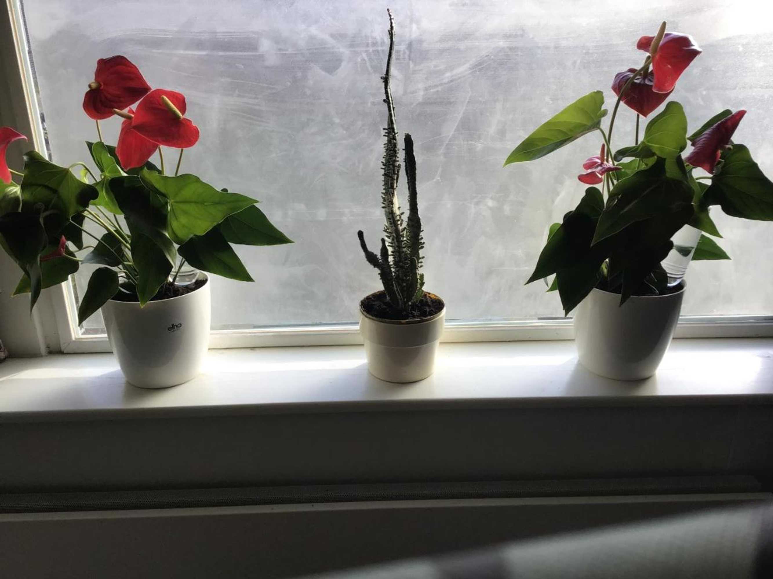 Gift card for Imagine My B&b