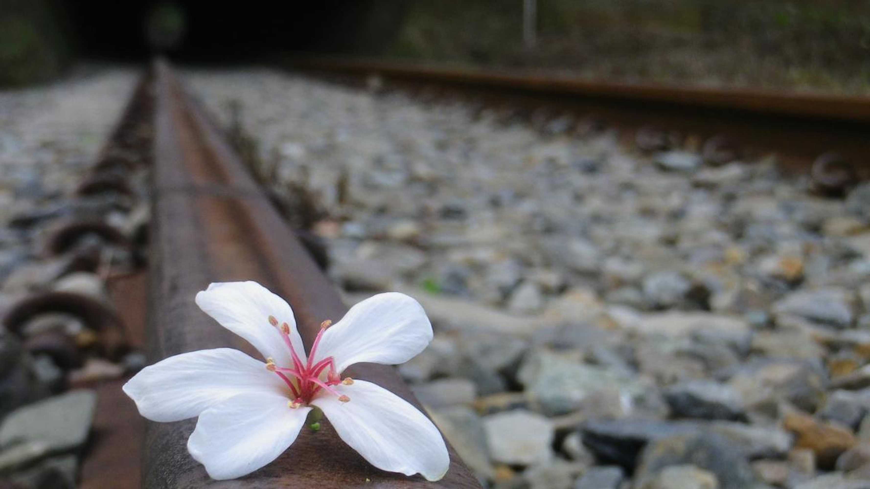 Gift card for Gandan B&b