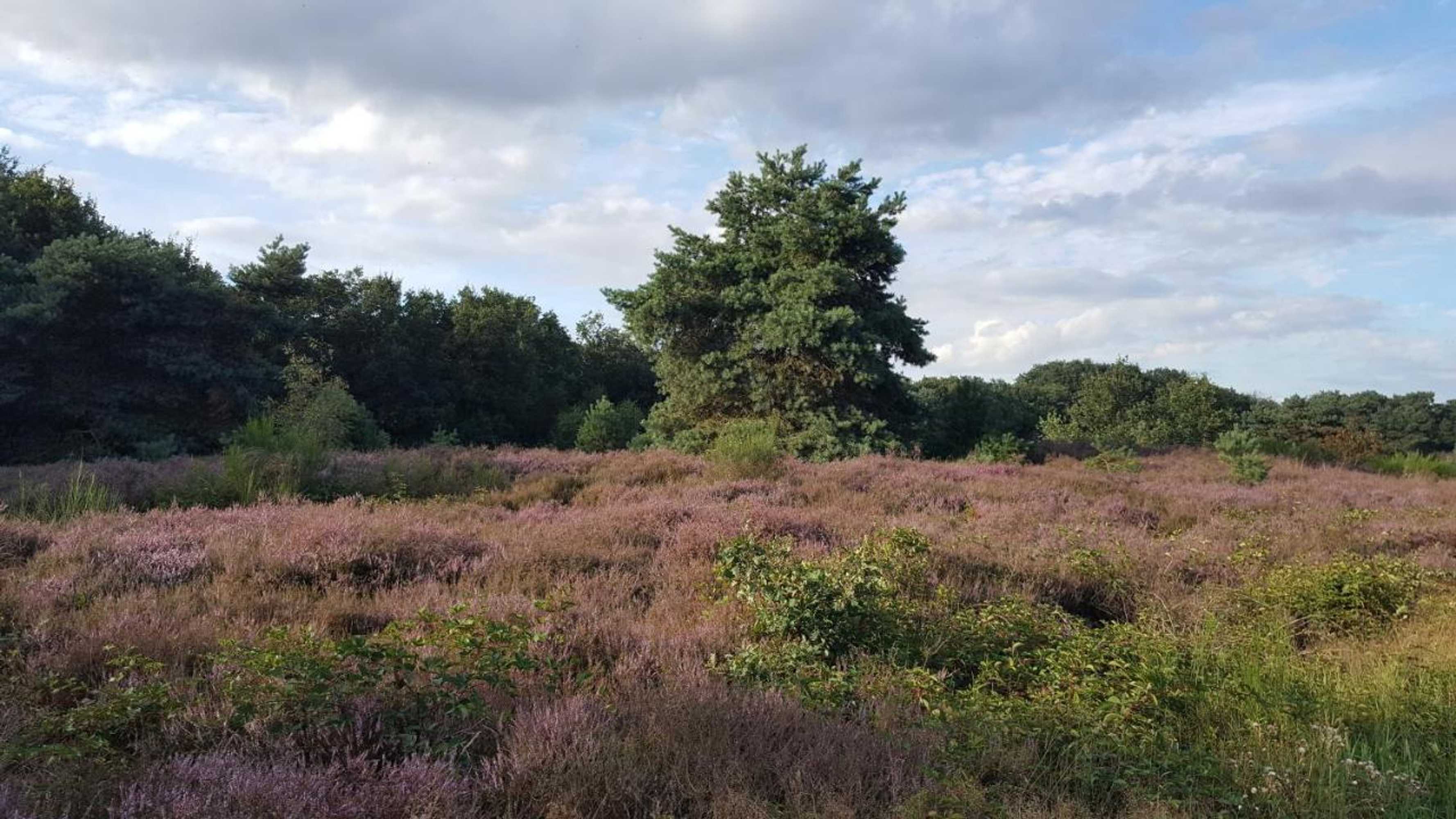 Gift card for Logies Angelbeeck