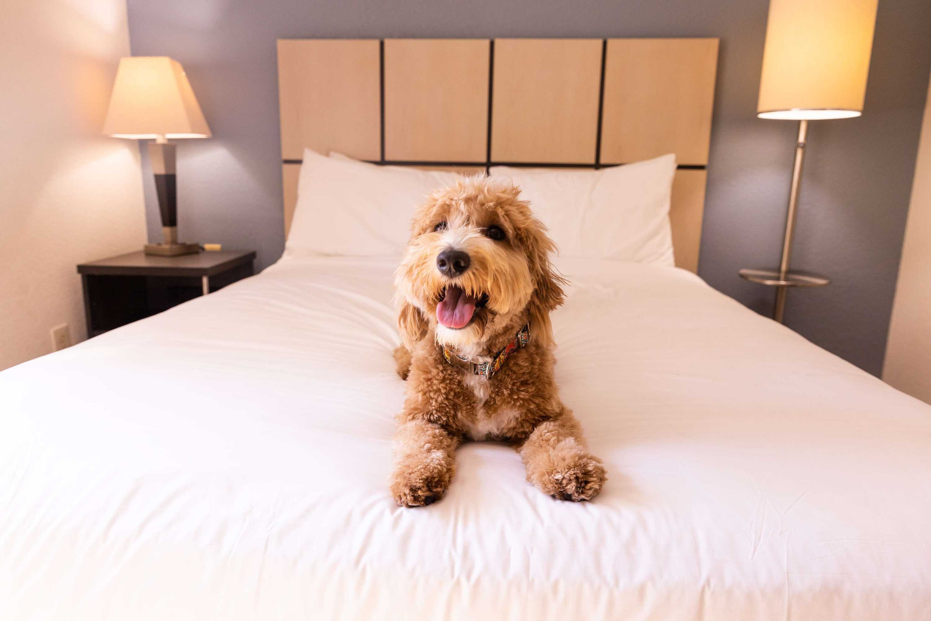 Gift card for Sonesta Simply Suites Chicago O'hare Airport Gift card for Sonesta Simply Suites Chicago O'hare Airport