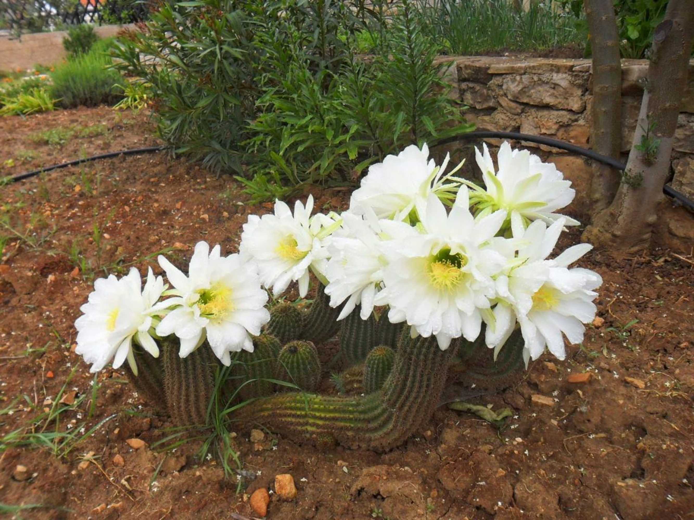 Gift card for Apartments Villa Marija