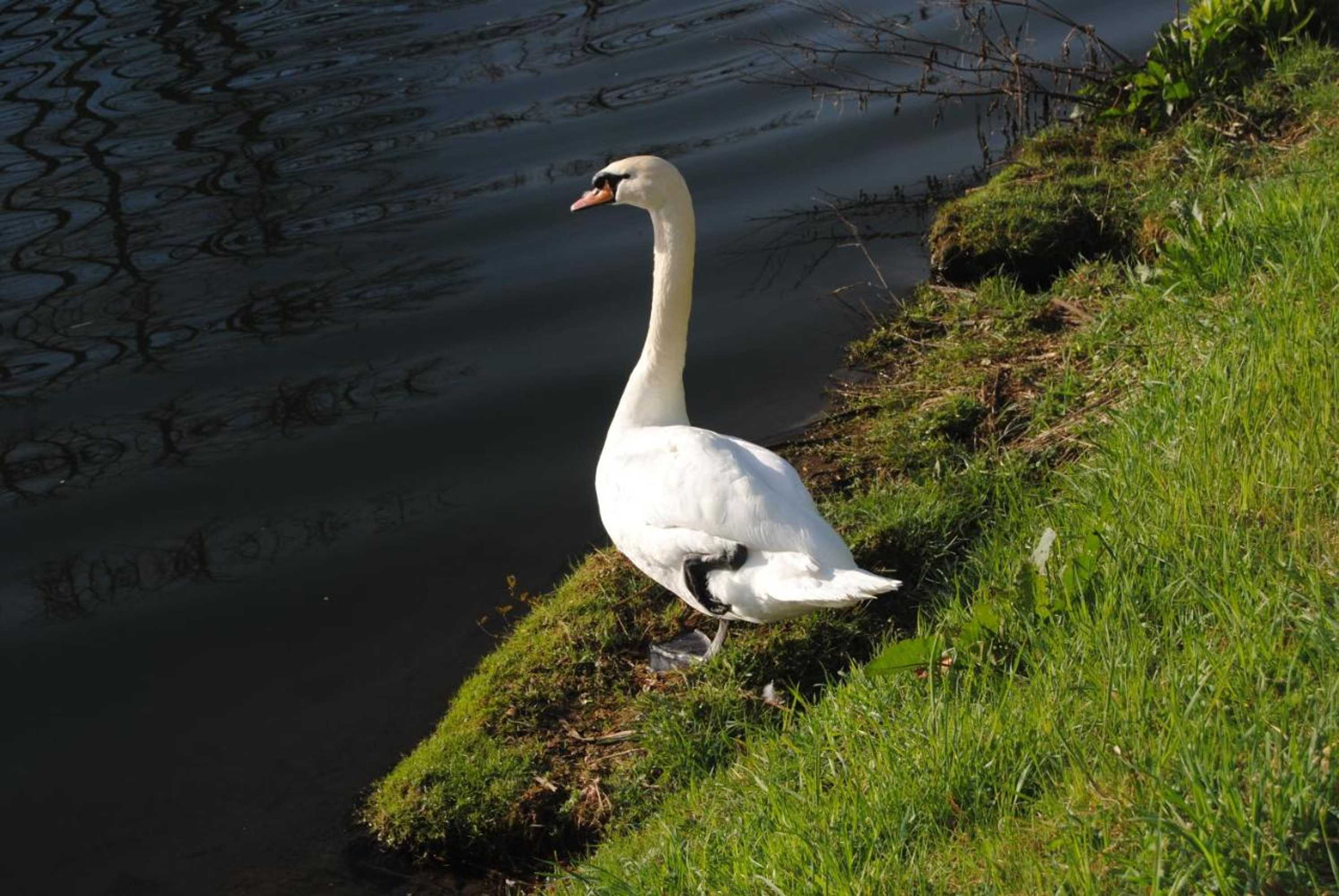 Gift card for Hotel Schiff Nagold