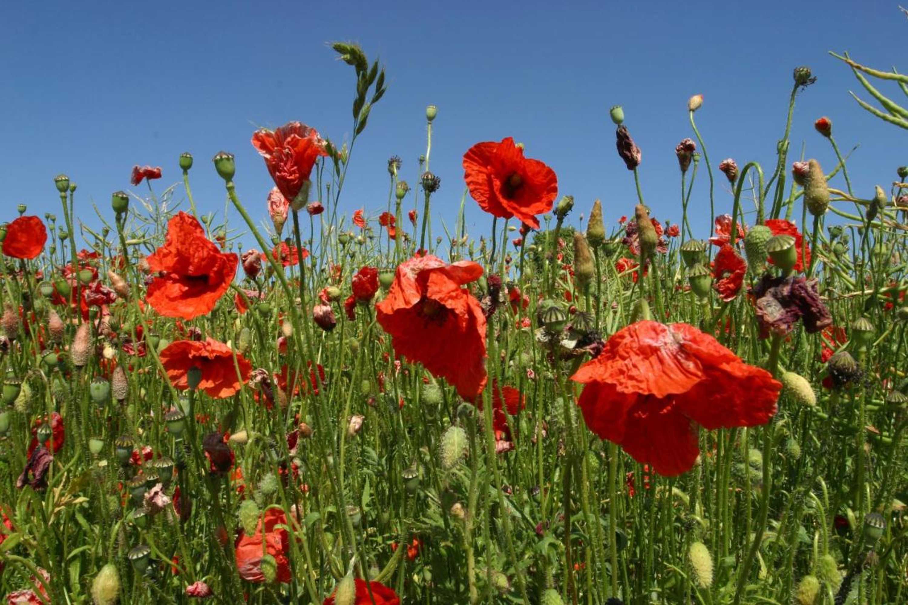 Gift card for Hotel Vivendi