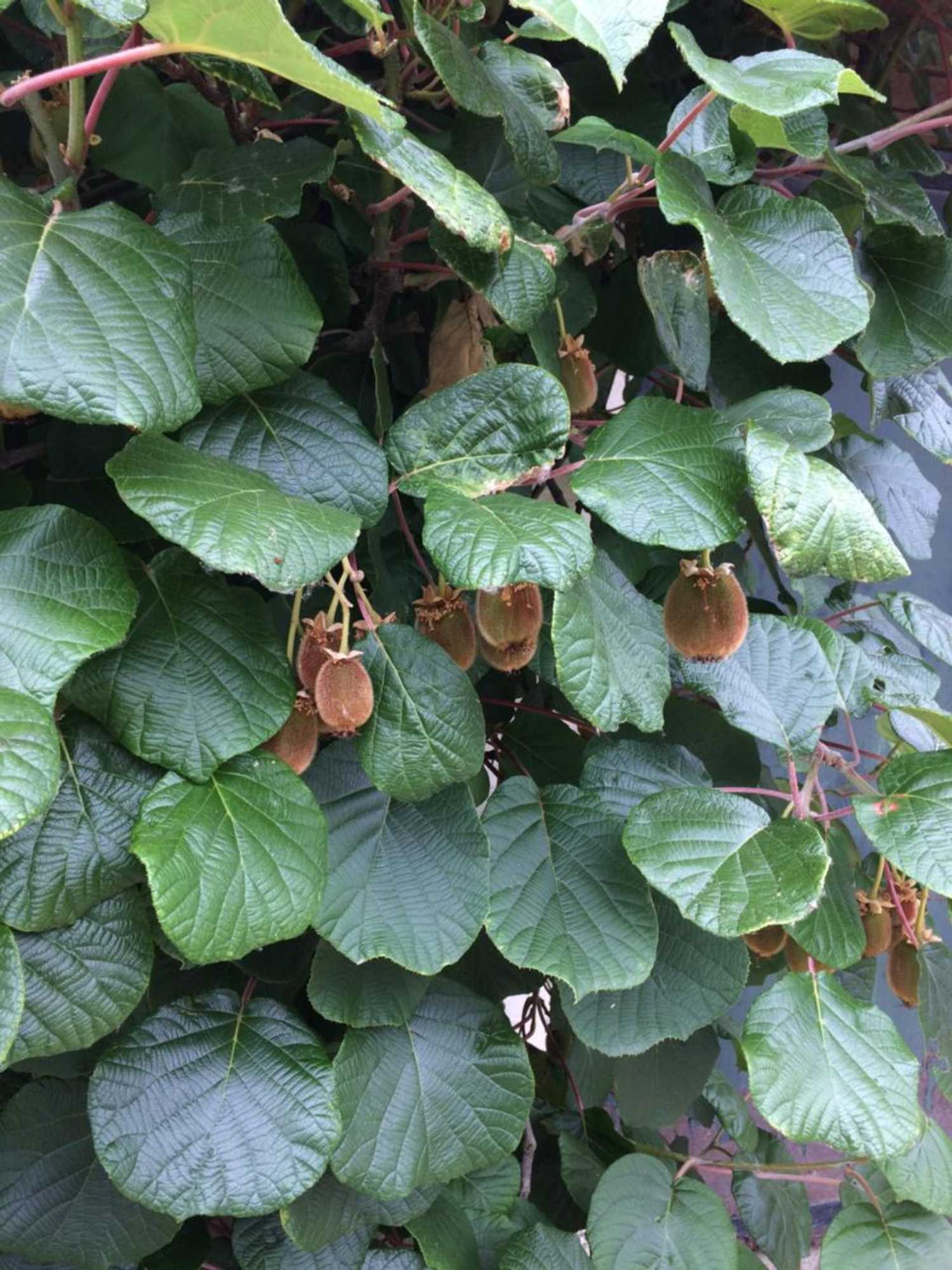 Gift card for B&b Ool Inclusive