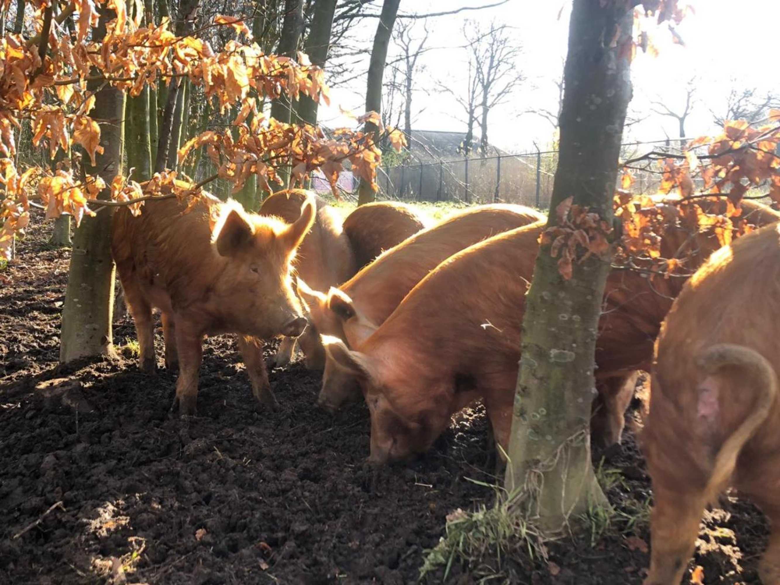 Gift card for Porcus Campus