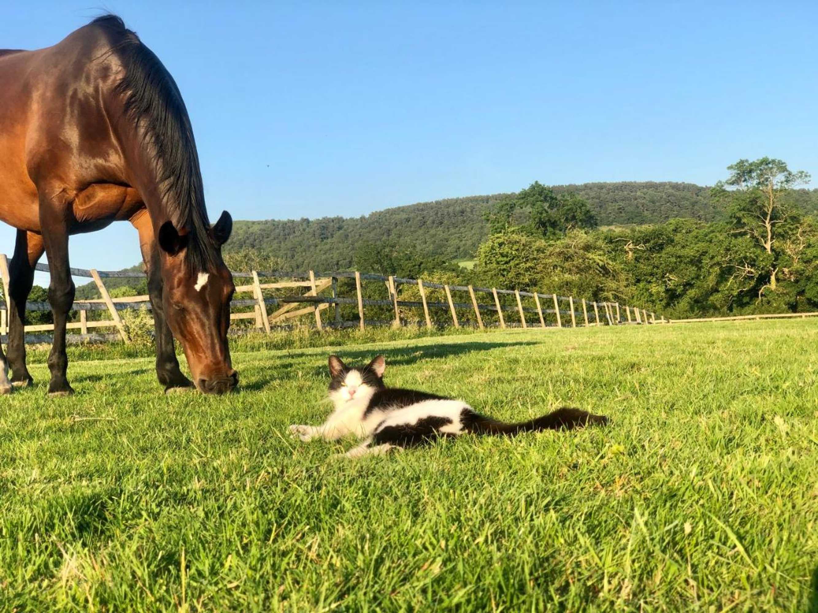 Gift card for The Saddlery Cheshire