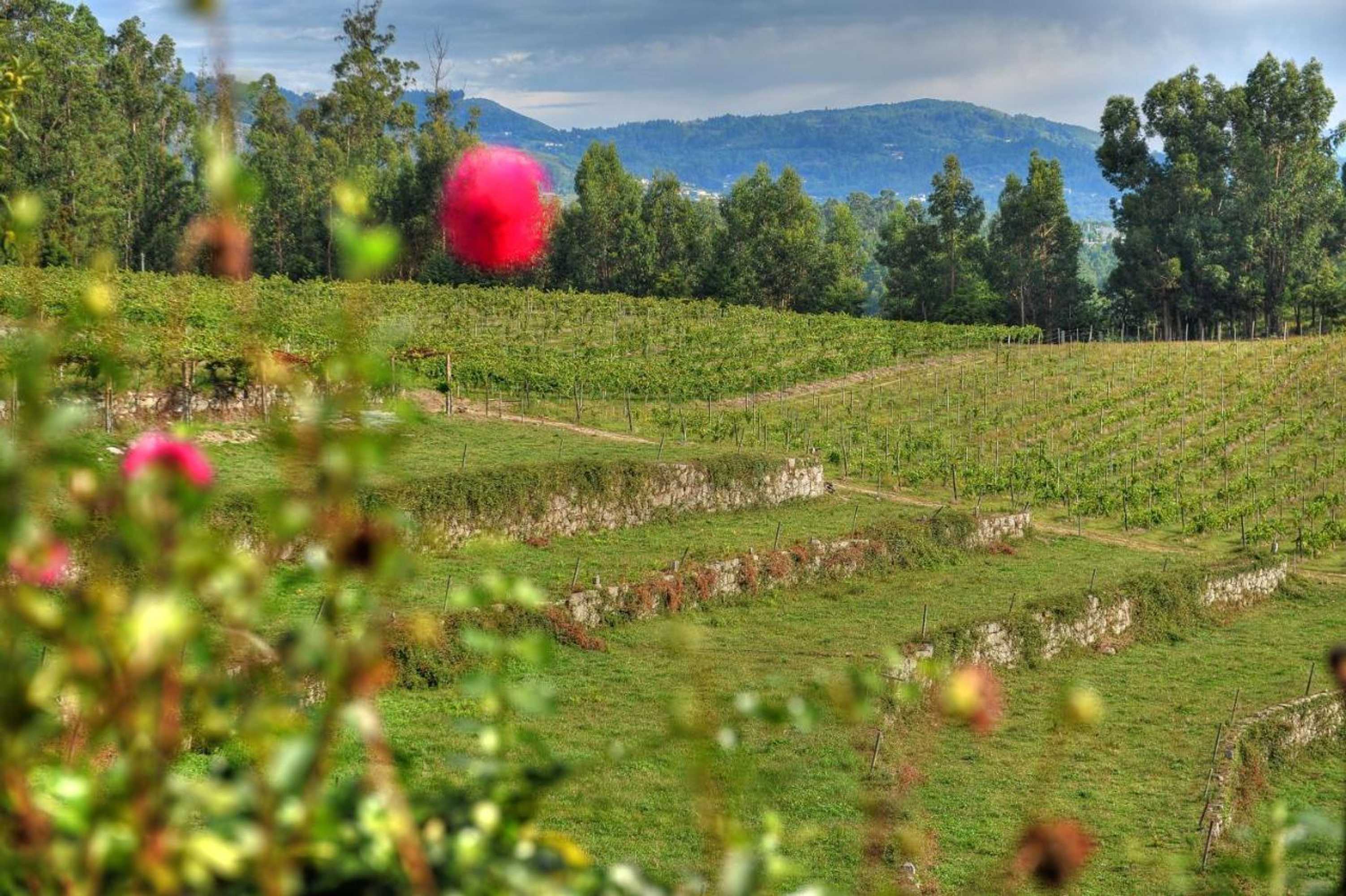 Gift card for Quinta de Luou