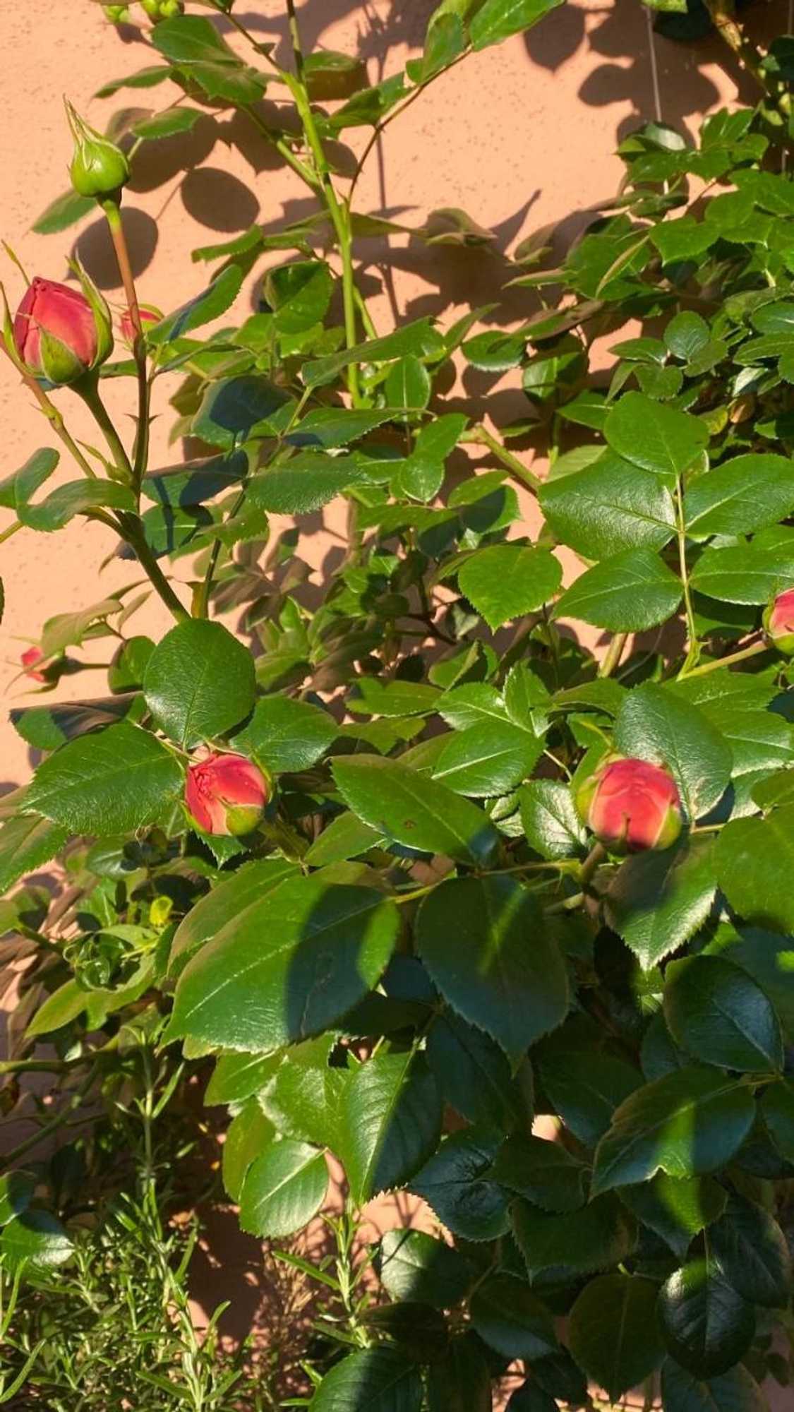 Gift card for Villa Zur Erholung Bed & Breakfast