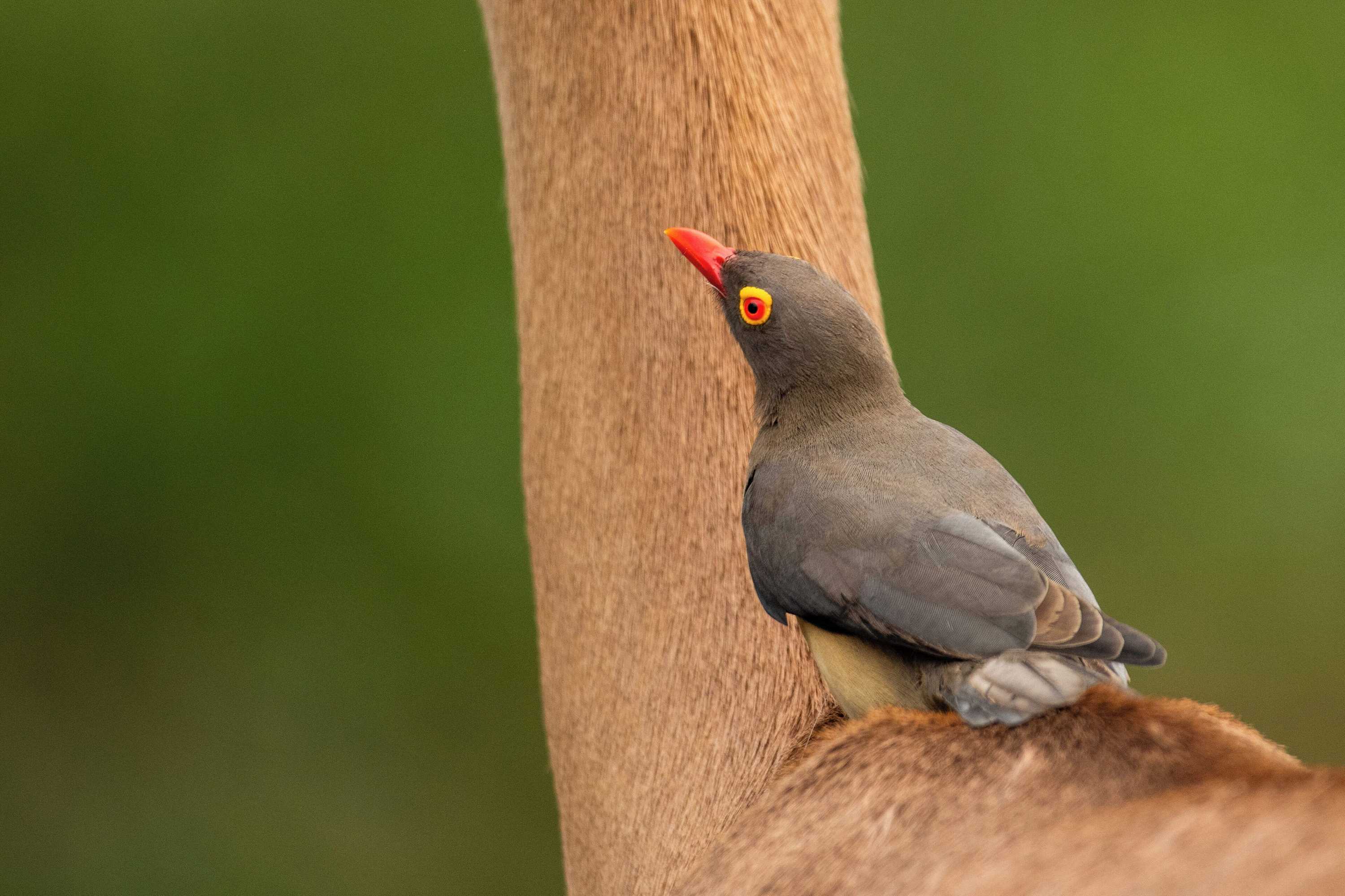 Gift card for Aha Skukuza Safari Lodge