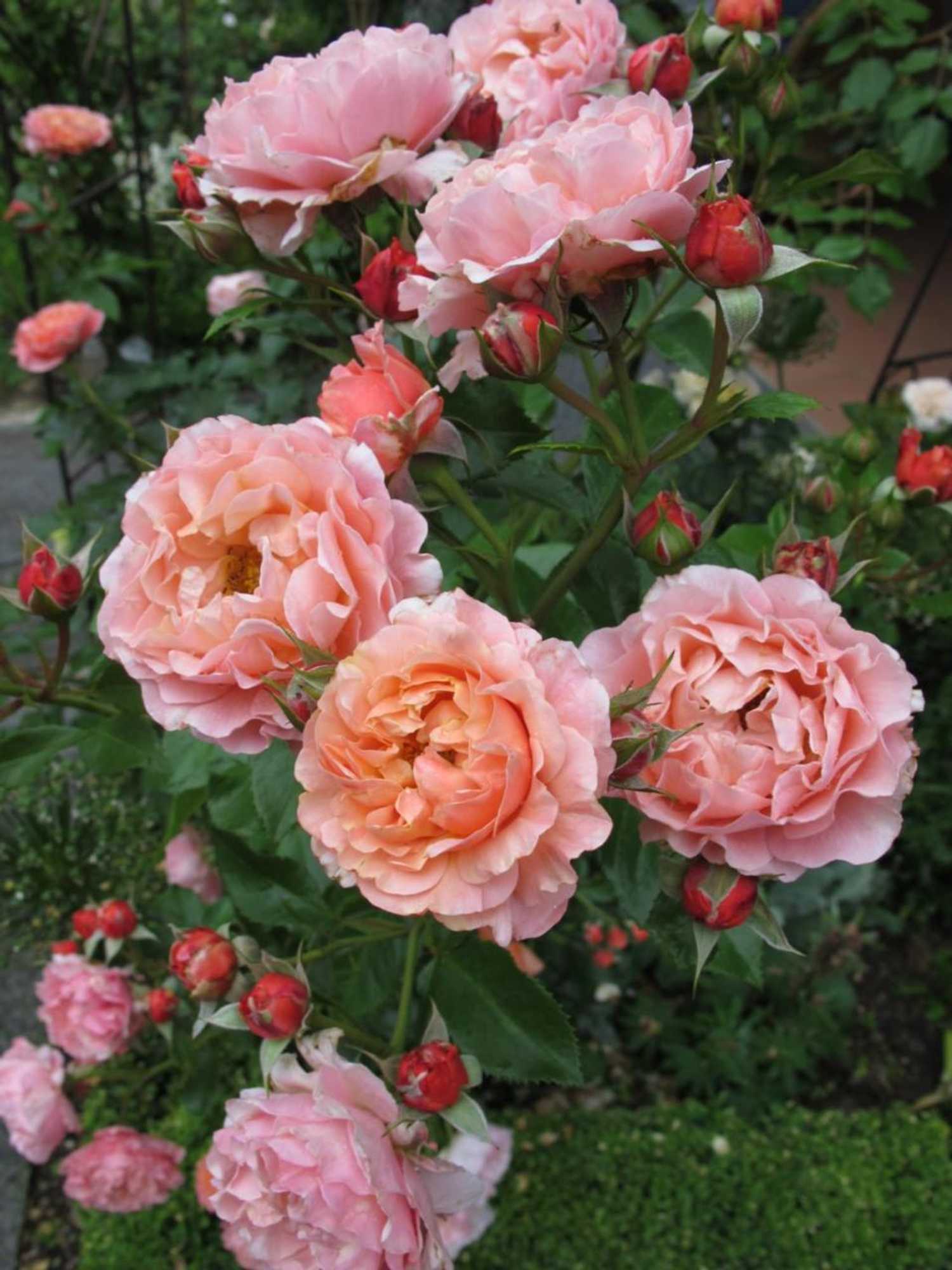 Gift card for Im Röseligarten