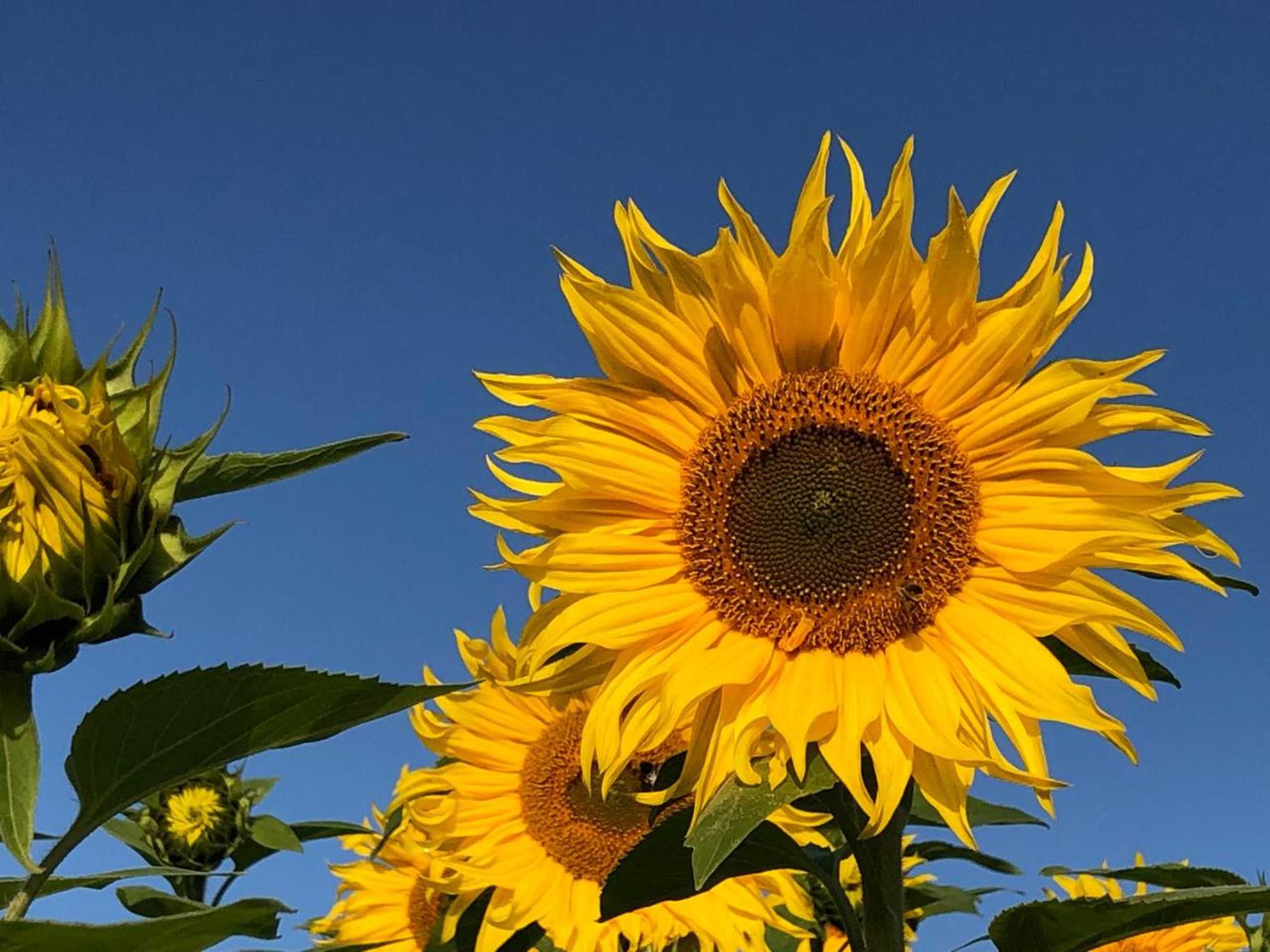 Gift card for Orchard Hideaway