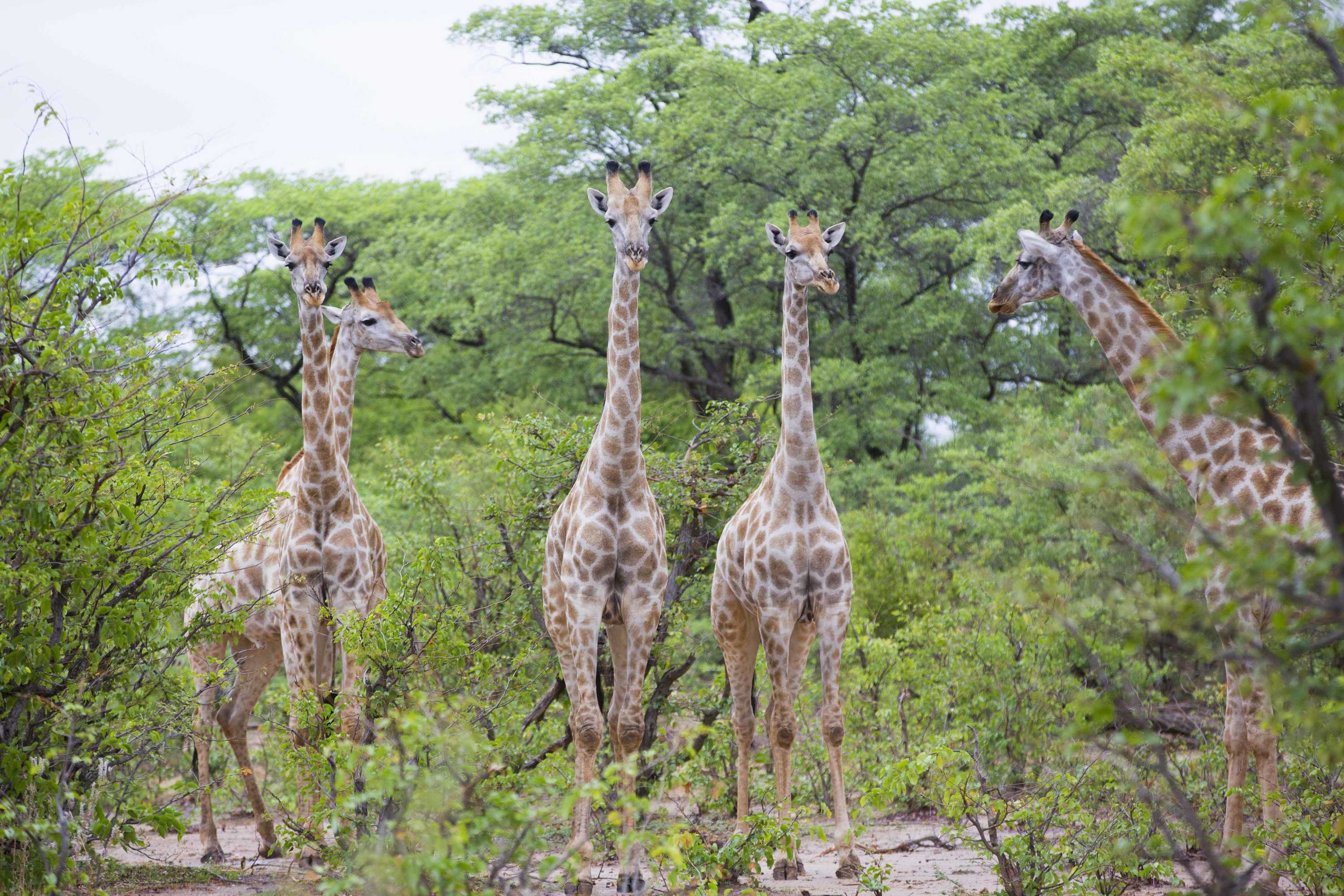 Gift card for Victoria Falls Safari Lodge Gift card for Victoria Falls Safari Lodge