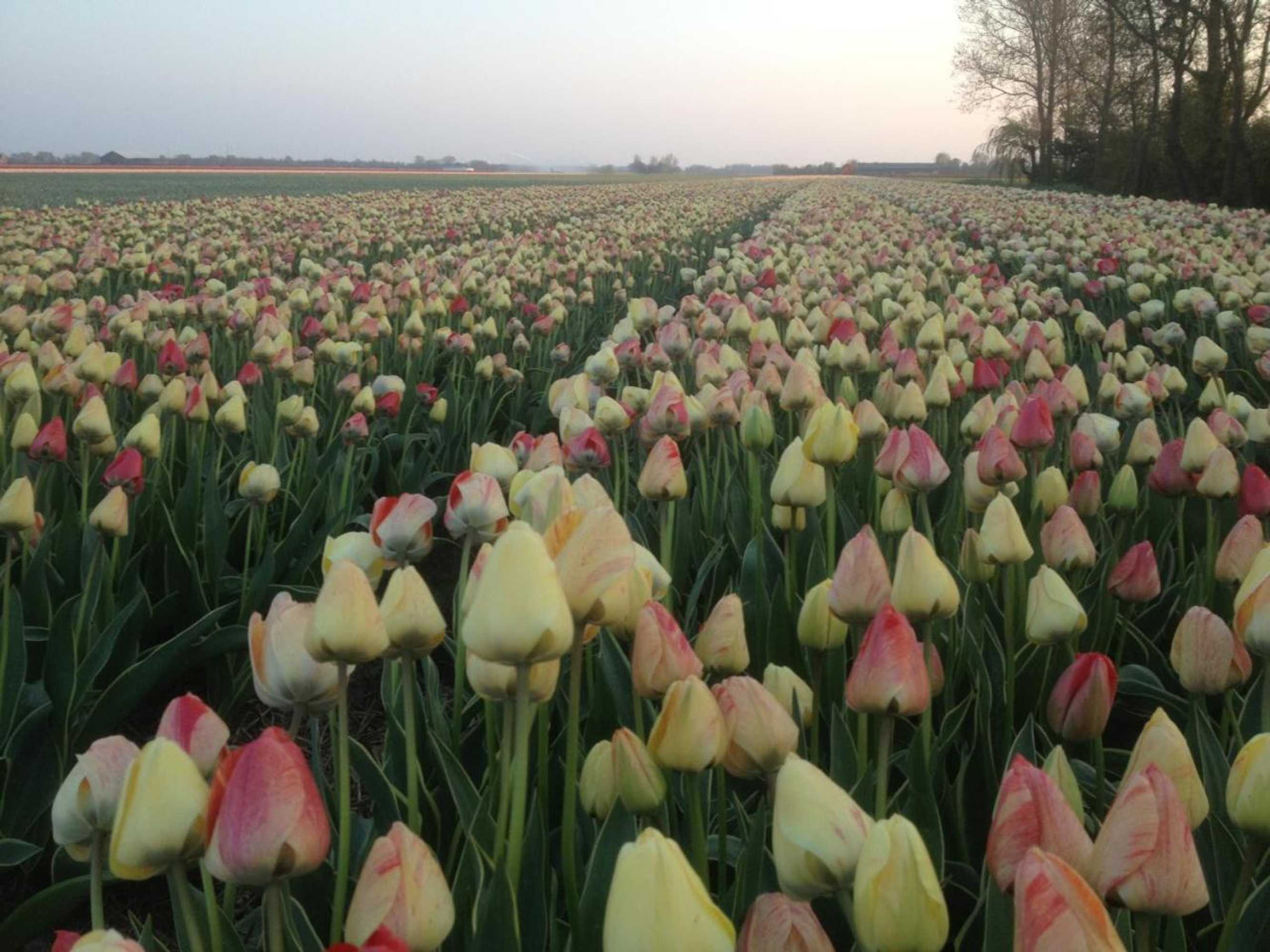 Gift card for Appels en Peren Bed And Breakfast