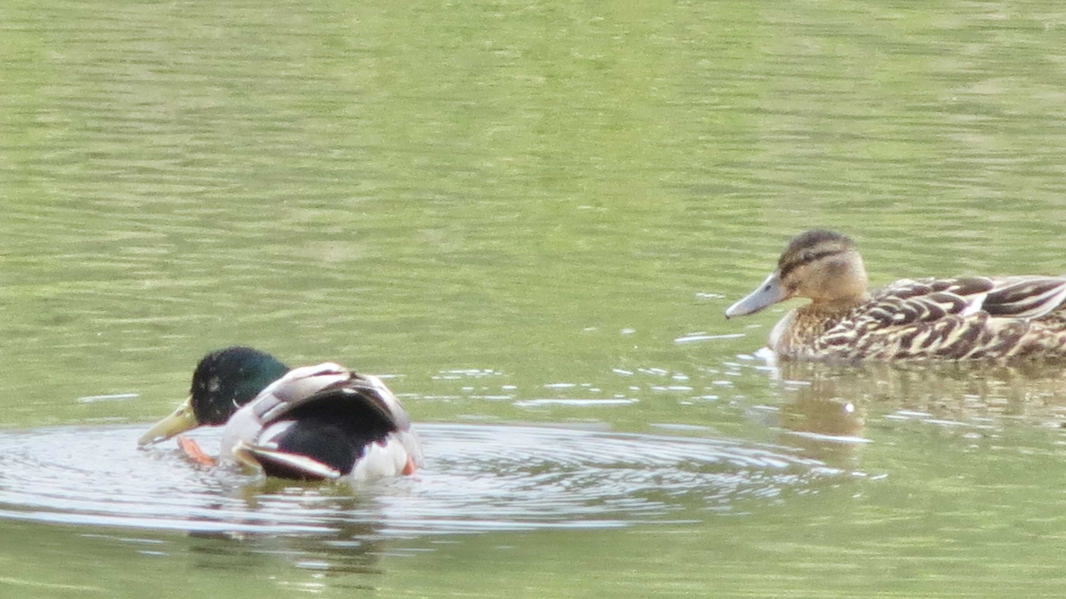 Gift card for Marehay Hall Farm Gift card for Marehay Hall Farm