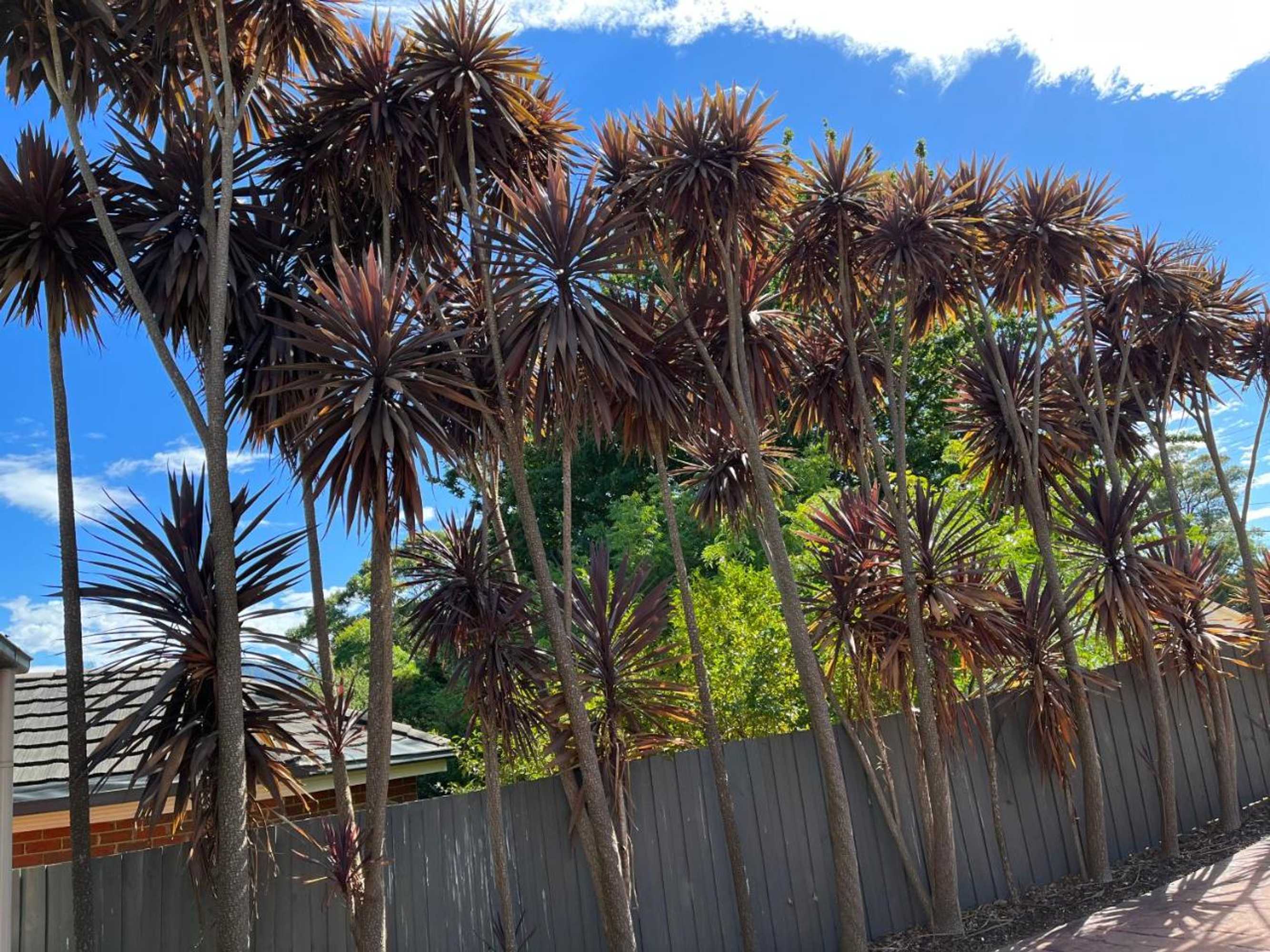 Gift card for Serenity@healesville