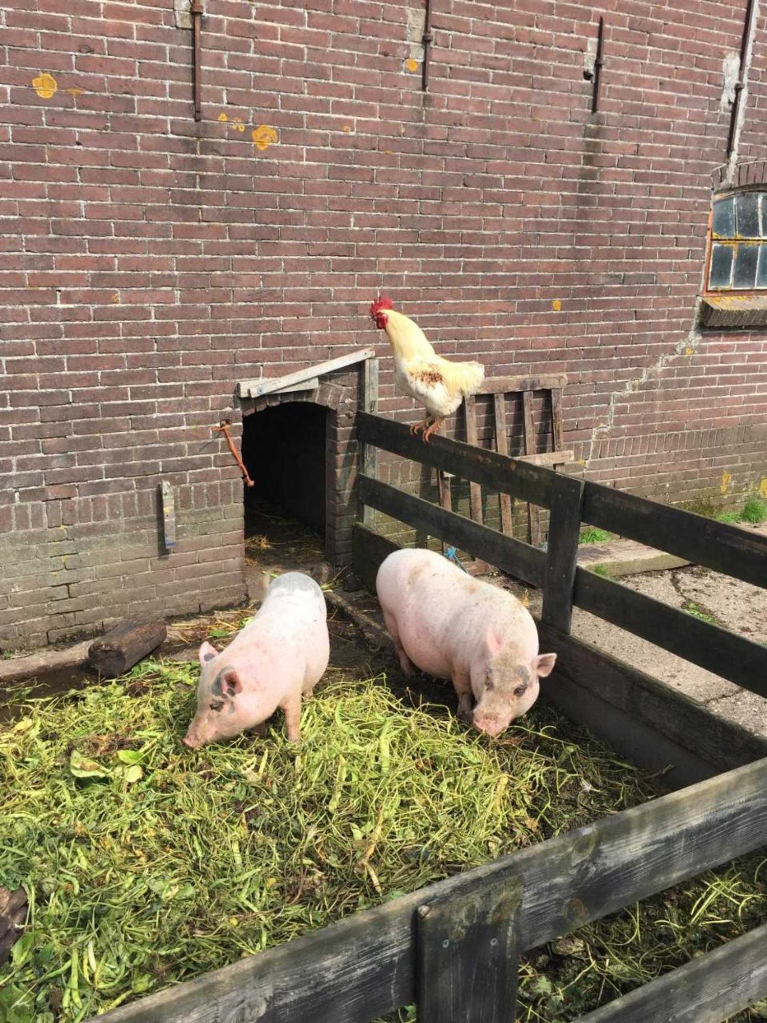 Gift card for Droomgaerd