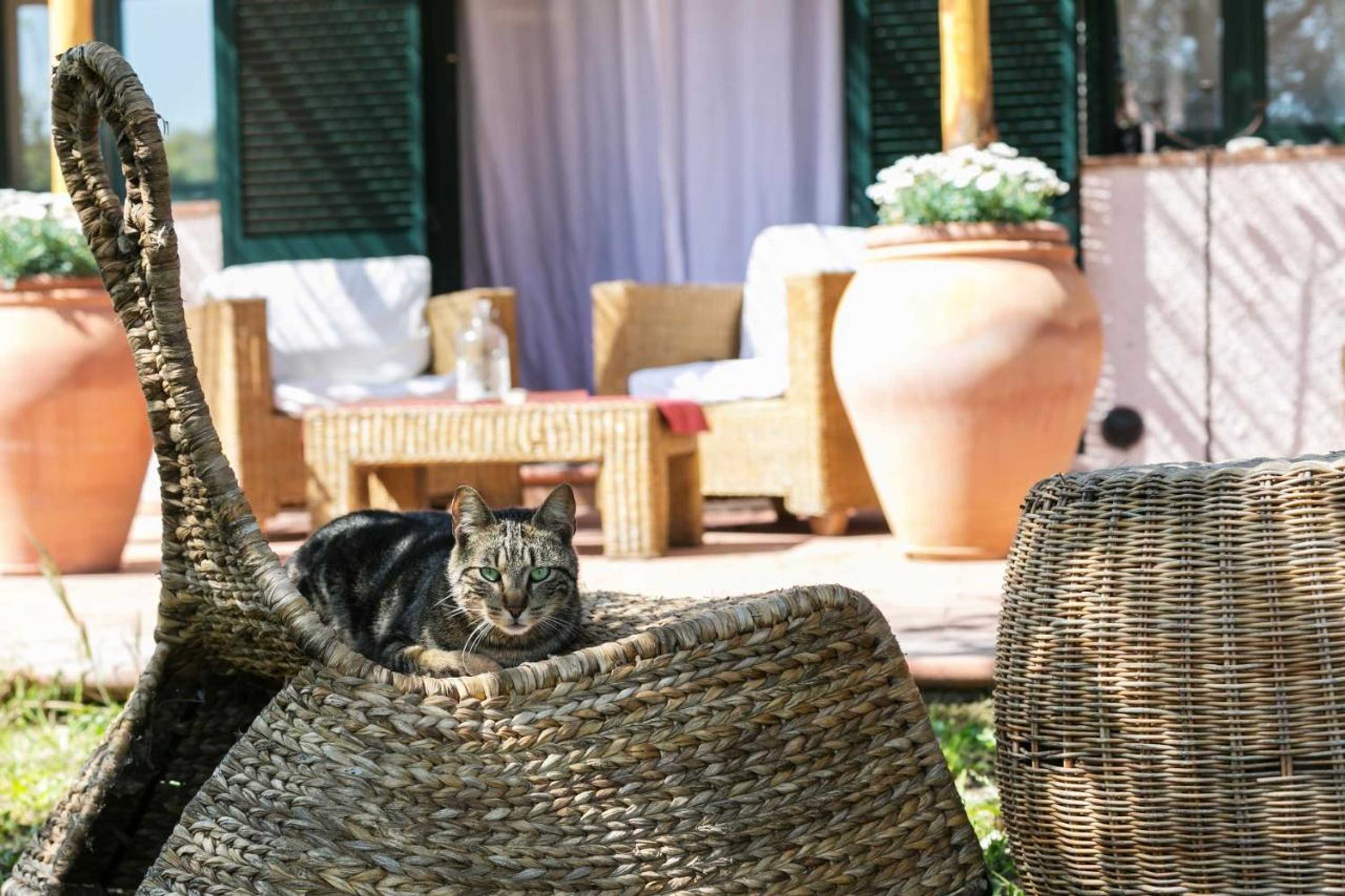 Gift card for At Home In Maremma